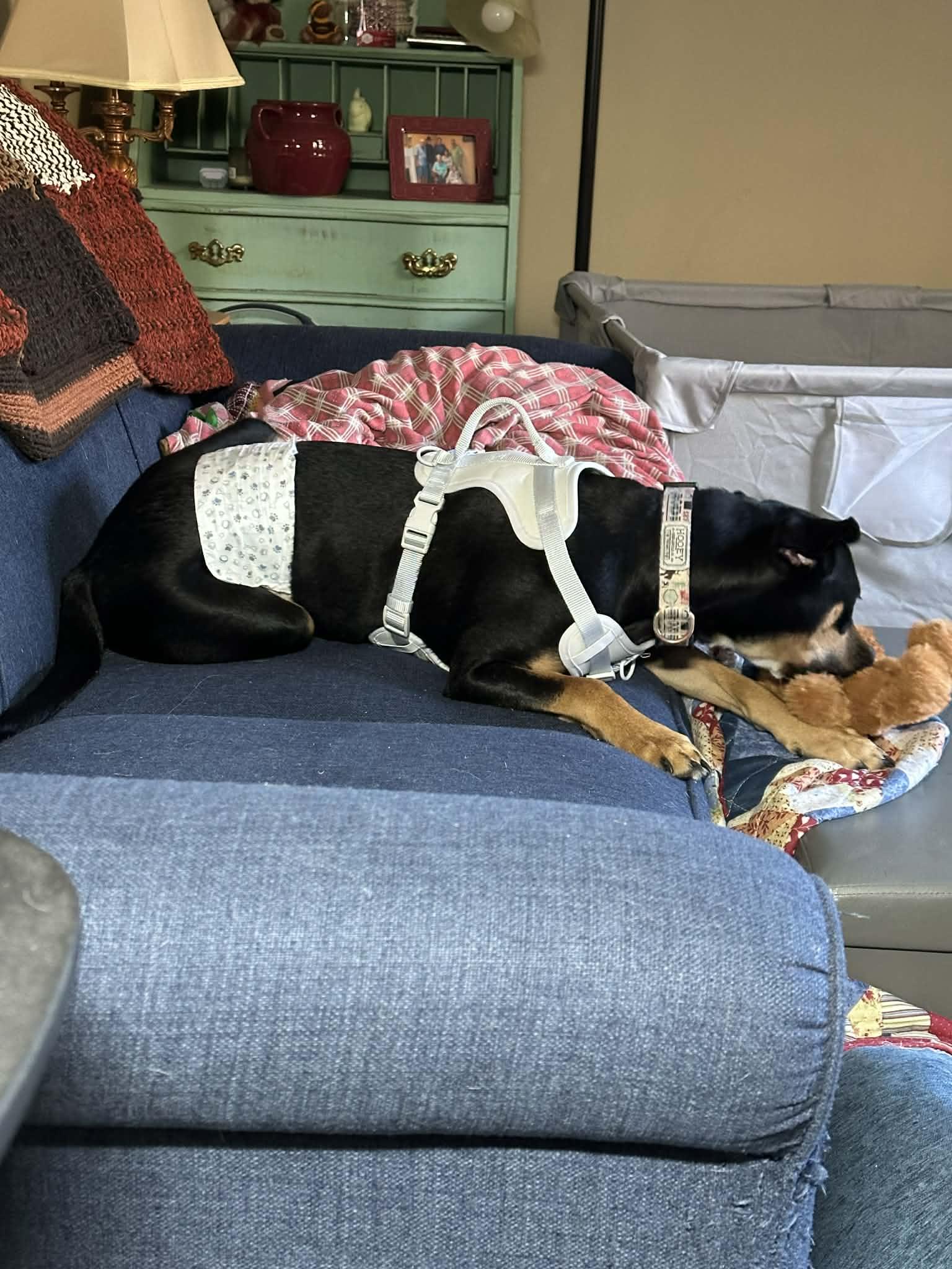 Ripley, a ADOPTABLE mixed breed in Collierville, TN image 5/6