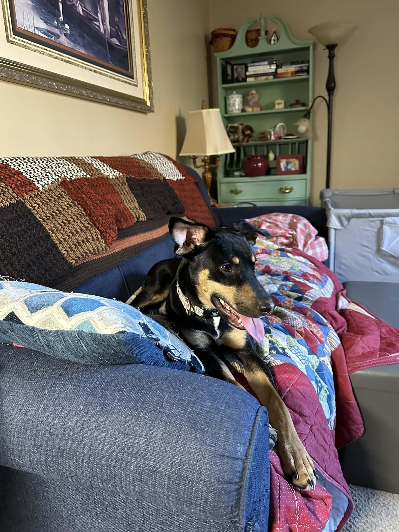 Ripley, a ADOPTABLE mixed breed in Collierville, TN image 6/6