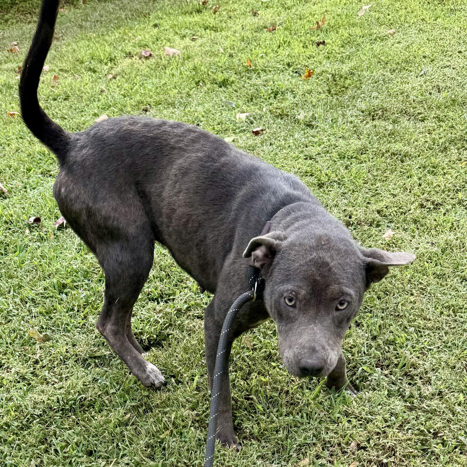 Ivory, Adoptable, Young Female Pit Bull Terrier & Labrador Retriever.