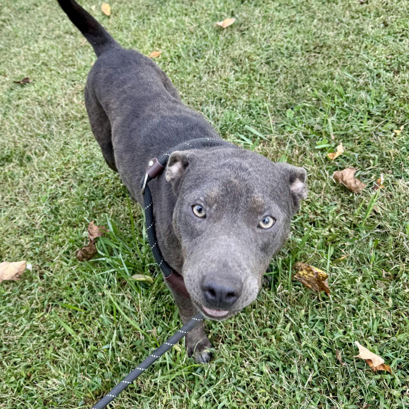 Enlarge Ivory, a Adoptable mixed breed in Sparta, TN image 2/2