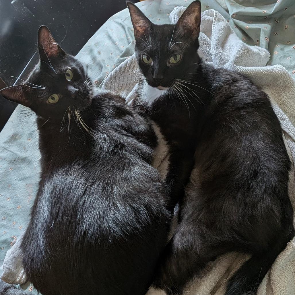 Enlarge Nespresso, a Adoptable Domestic Short Hair in Evanston, IL image 1/6