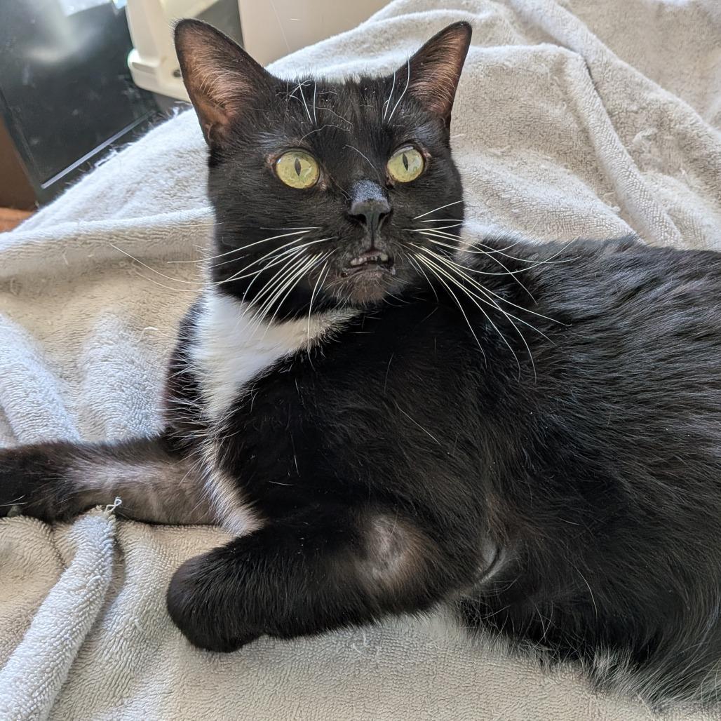 Enlarge Nespresso, a Adoptable Domestic Short Hair in Evanston, IL image 2/6