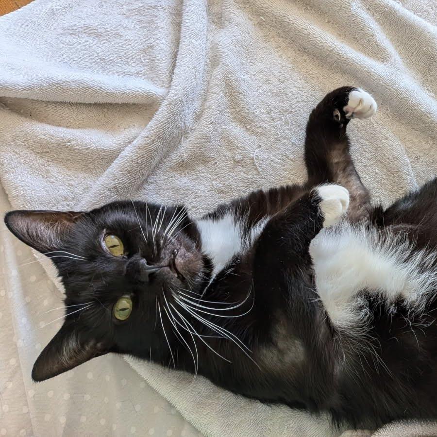 Enlarge Nespresso, a Adoptable Domestic Short Hair in Evanston, IL image 4/6