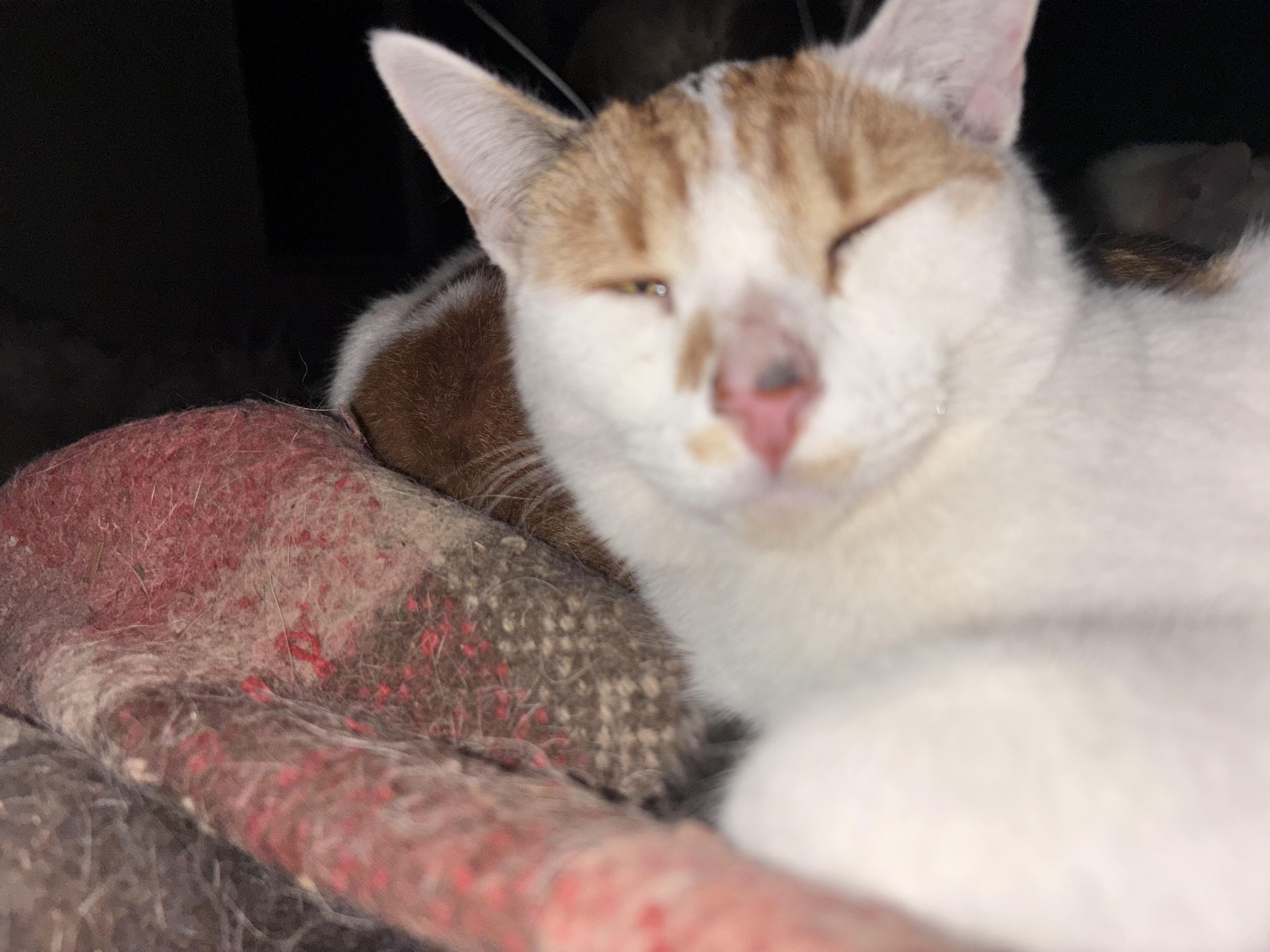 Enlarge Minnie , a ADOPTABLE Domestic Short Hair in San Diego, CA image 3/5