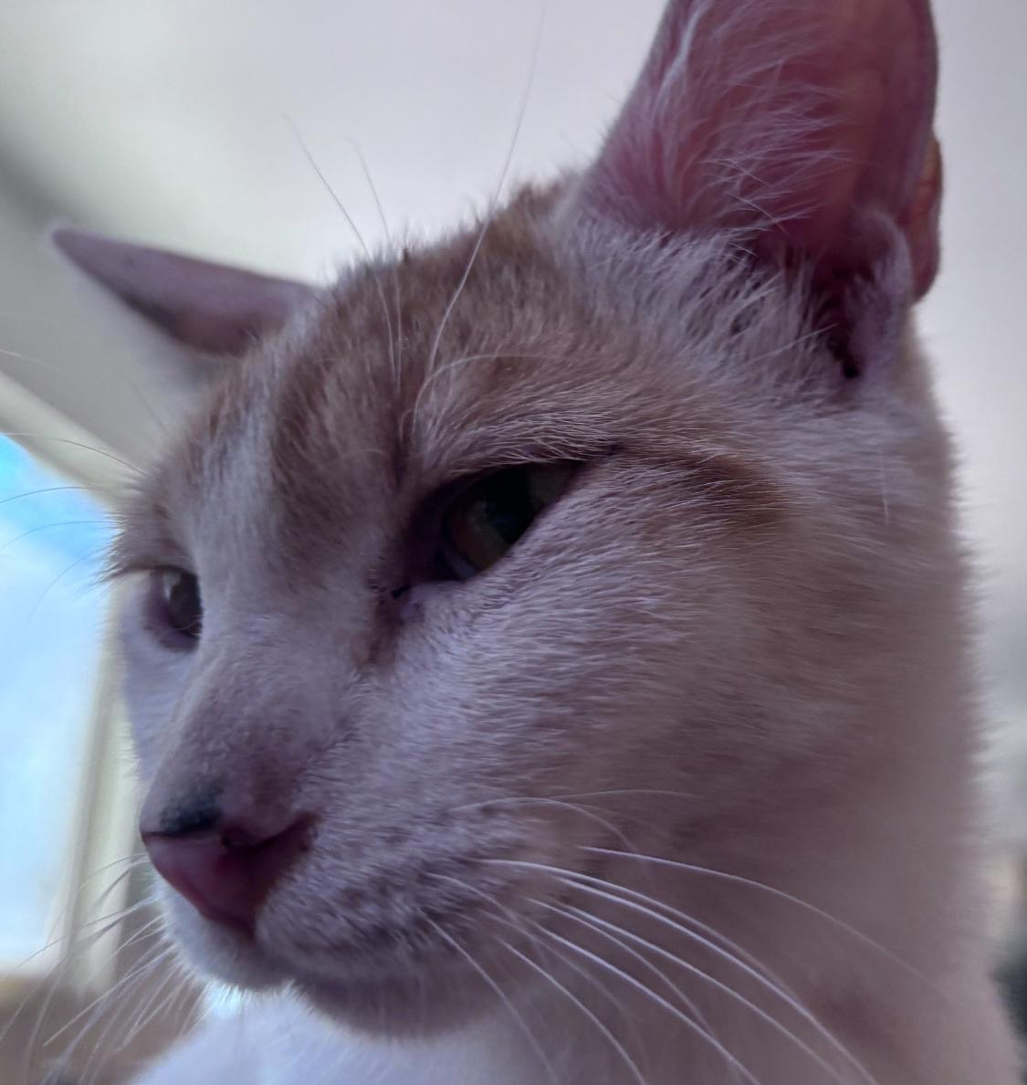 Enlarge Minnie , a ADOPTABLE Domestic Short Hair in San Diego, CA image 2/5