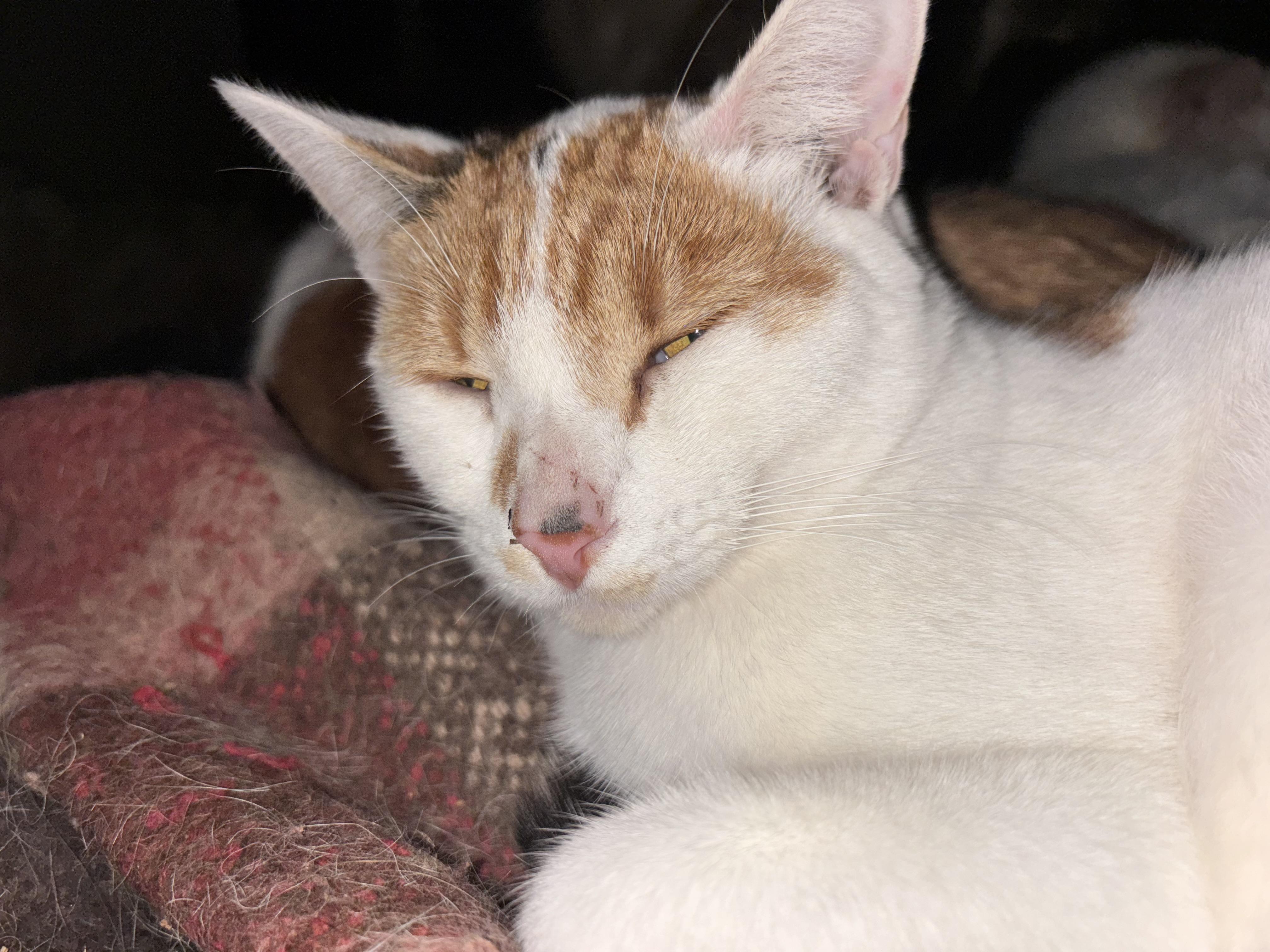 Enlarge Minnie , a ADOPTABLE Domestic Short Hair in San Diego, CA image 4/5