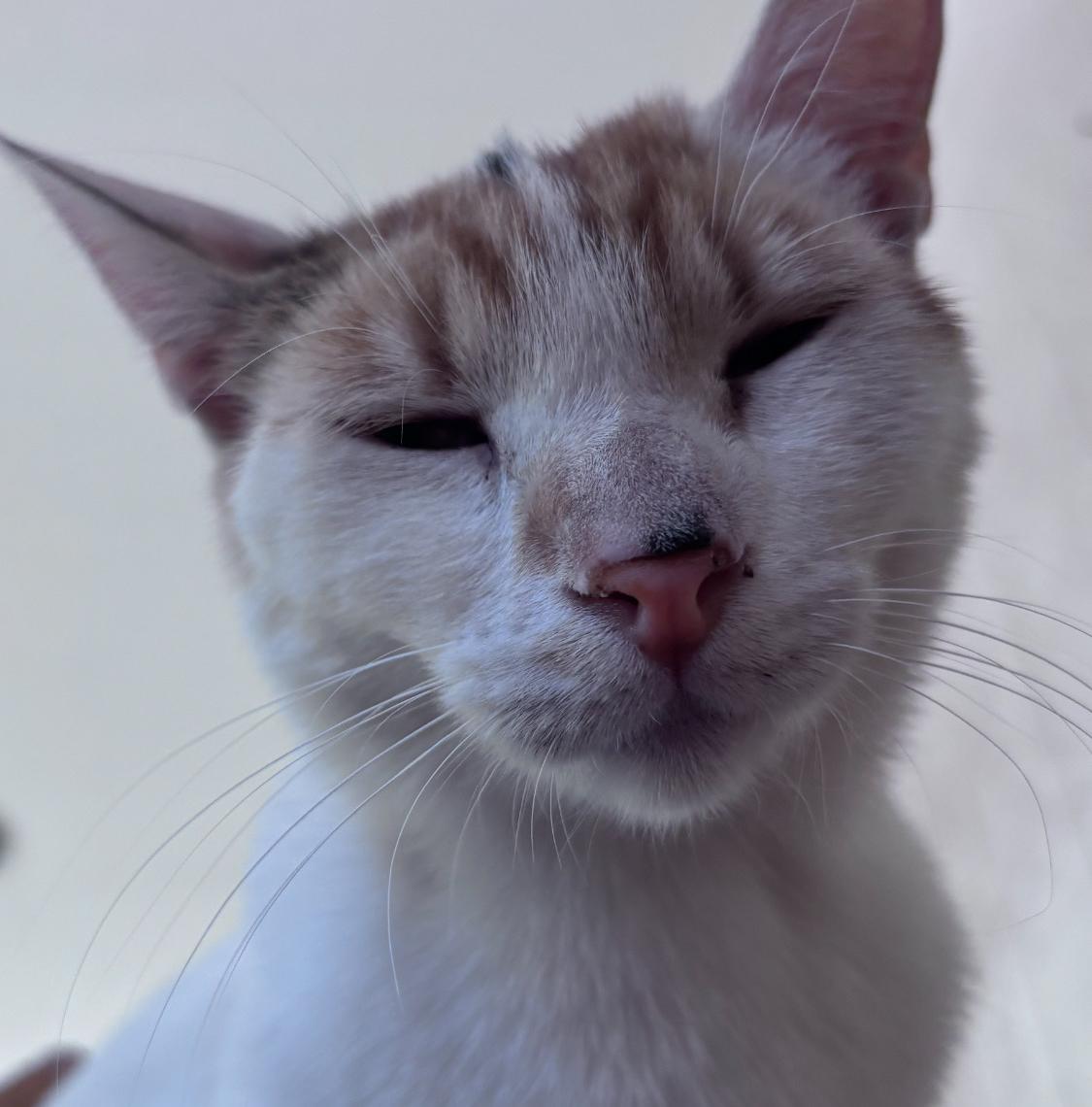 Enlarge Minnie , a ADOPTABLE Domestic Short Hair in San Diego, CA image 1/5