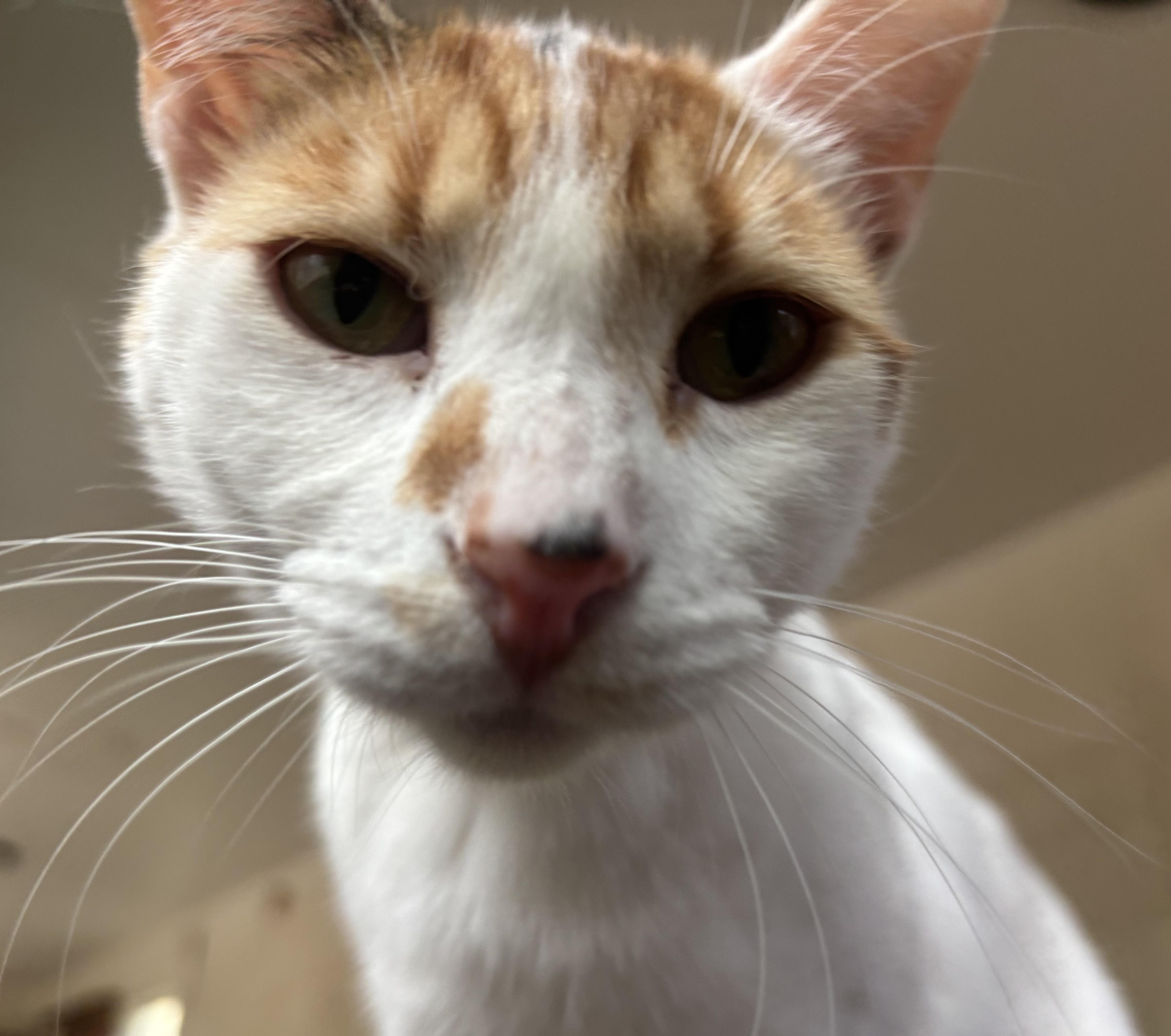 Enlarge Minnie , an adoptable Domestic Short Hair in San Diego, CA image 1/6