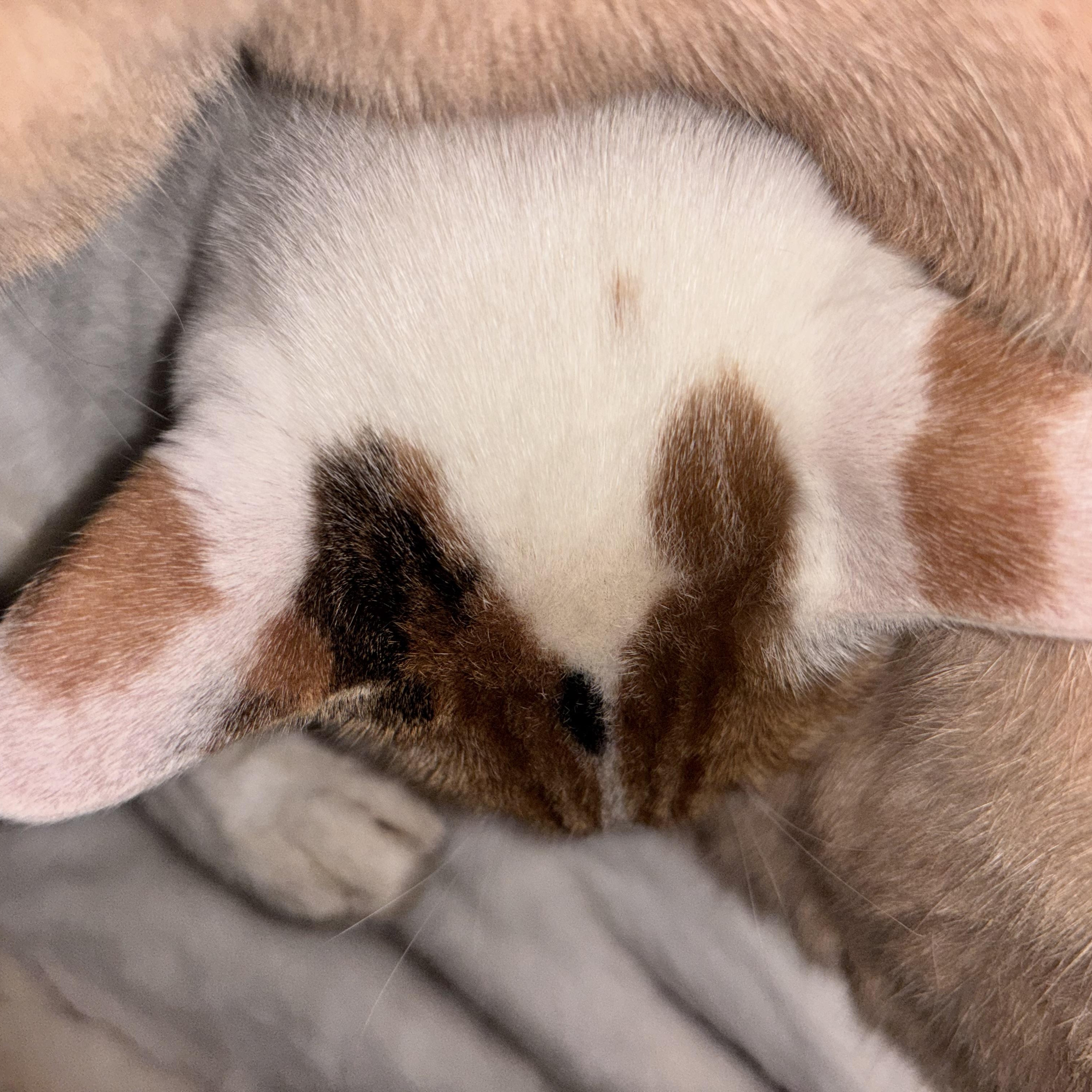 Enlarge Minnie , a ADOPTABLE Domestic Short Hair in San Diego, CA image 5/5