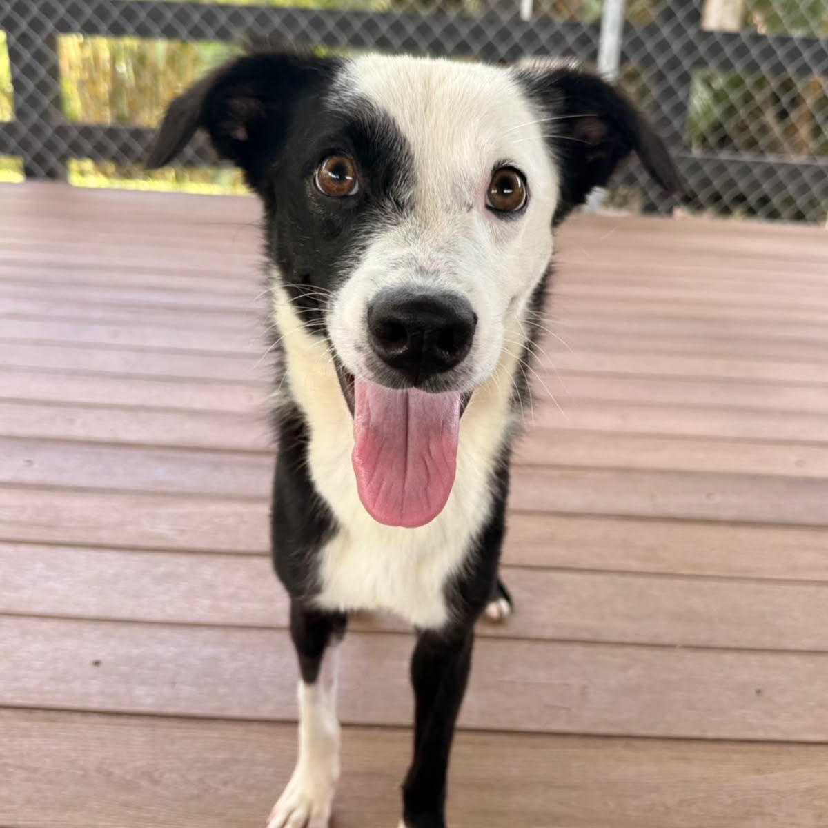 Enlarge Bono, a ADOPTABLE Mixed Breed in Morristown, NJ image 3/6