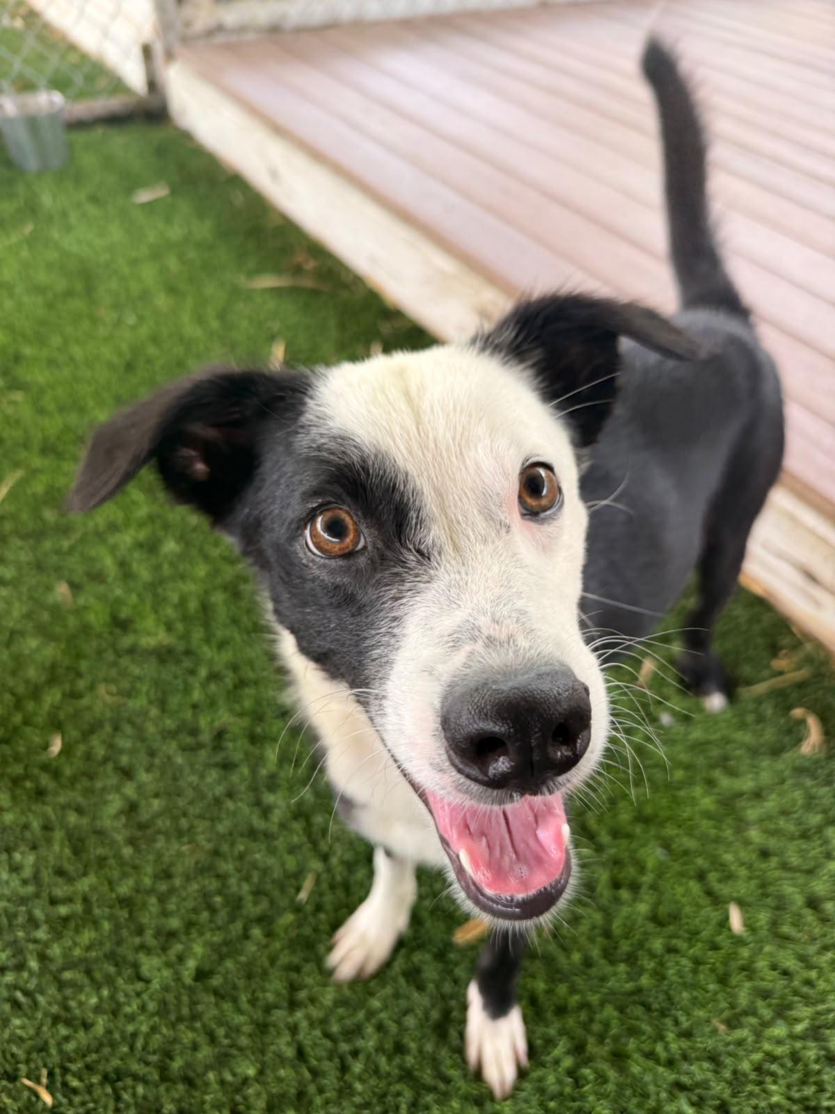 Enlarge Bono, a ADOPTABLE Mixed Breed in Morristown, NJ image 5/6