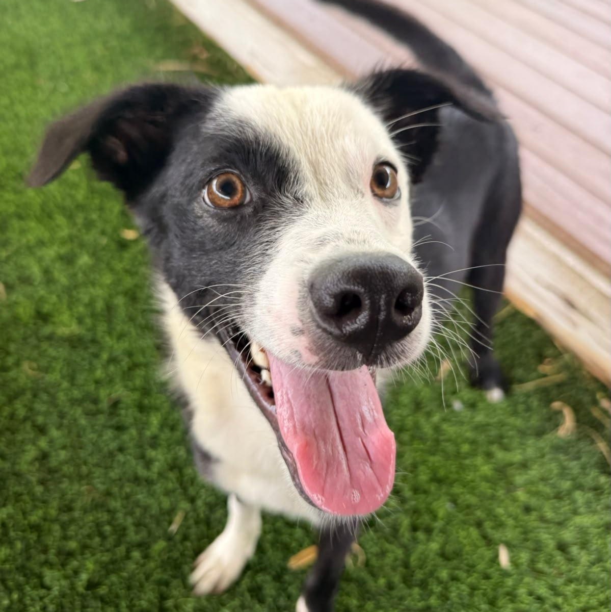 Enlarge Bono, a ADOPTABLE Mixed Breed in Morristown, NJ image 2/6