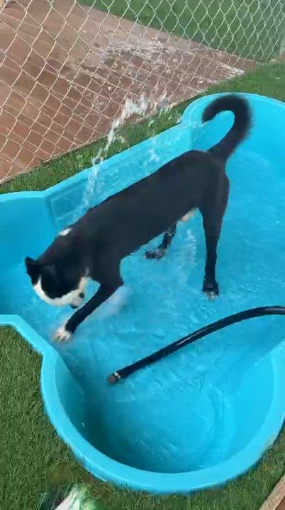 Enlarge Bono, a ADOPTABLE Mixed Breed in Morristown, NJ video 6/6