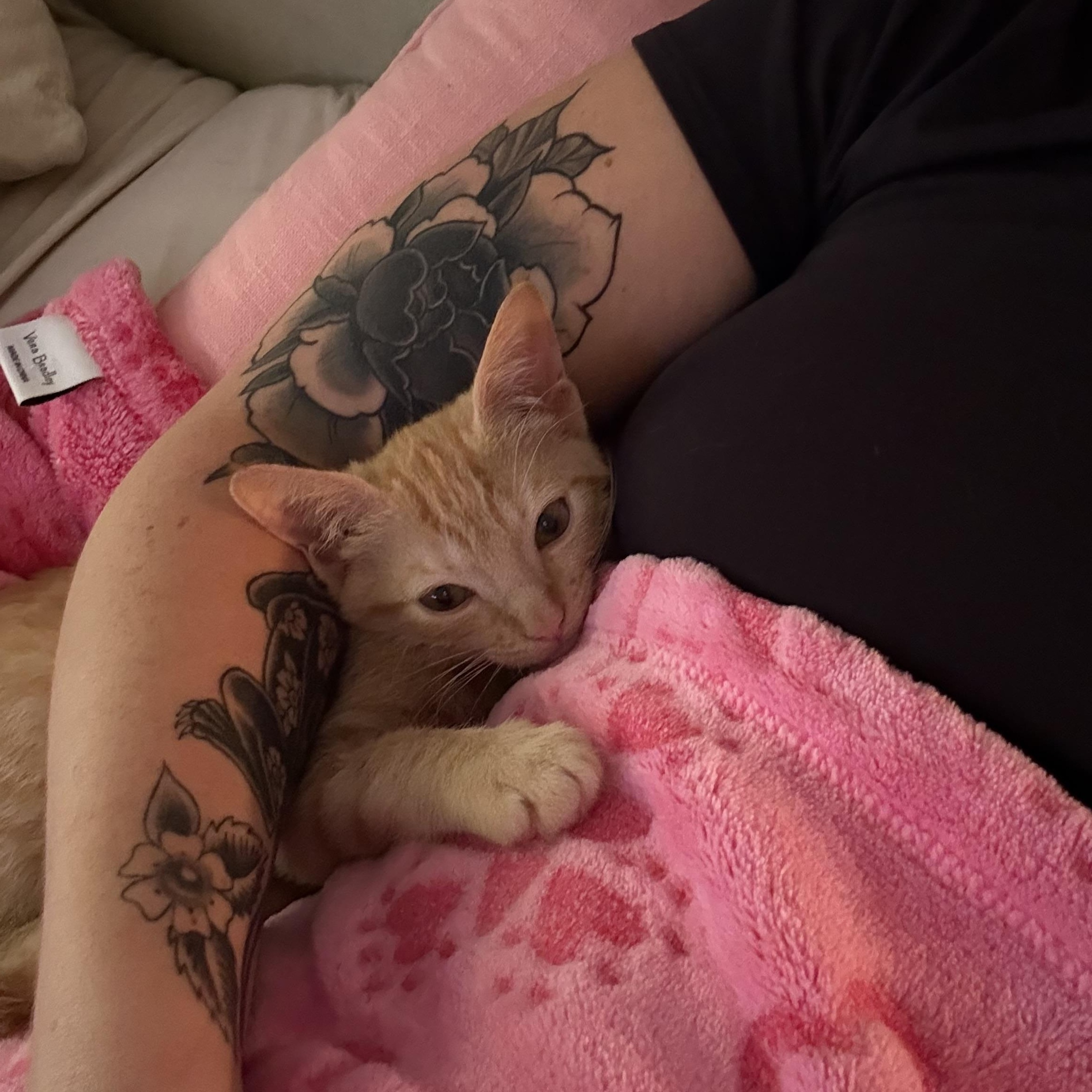 Cricket, an adopted Domestic Short Hair in vero beach, FL image 4/6