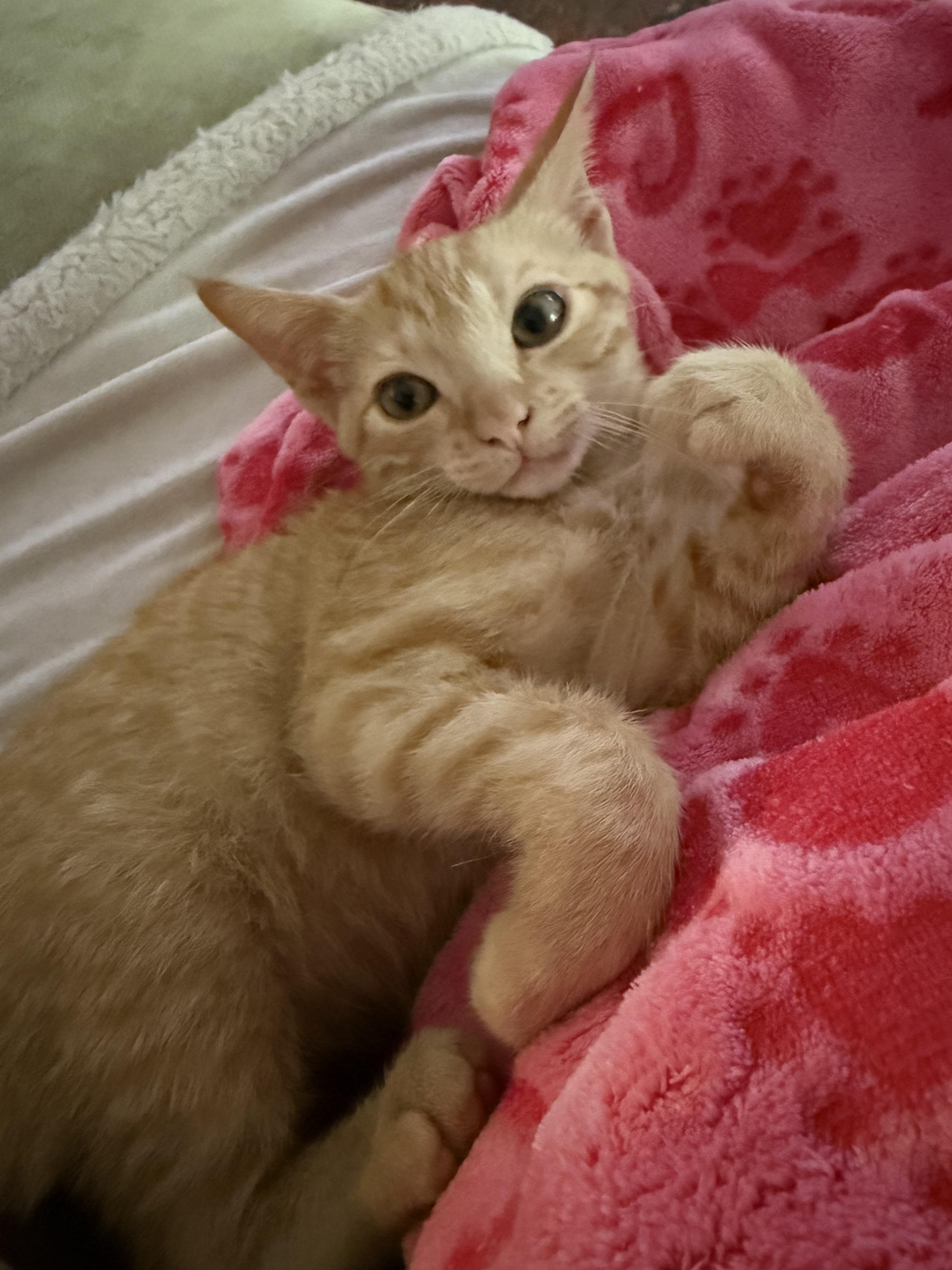 Cricket, an adopted Domestic Short Hair in vero beach, FL image 1/6