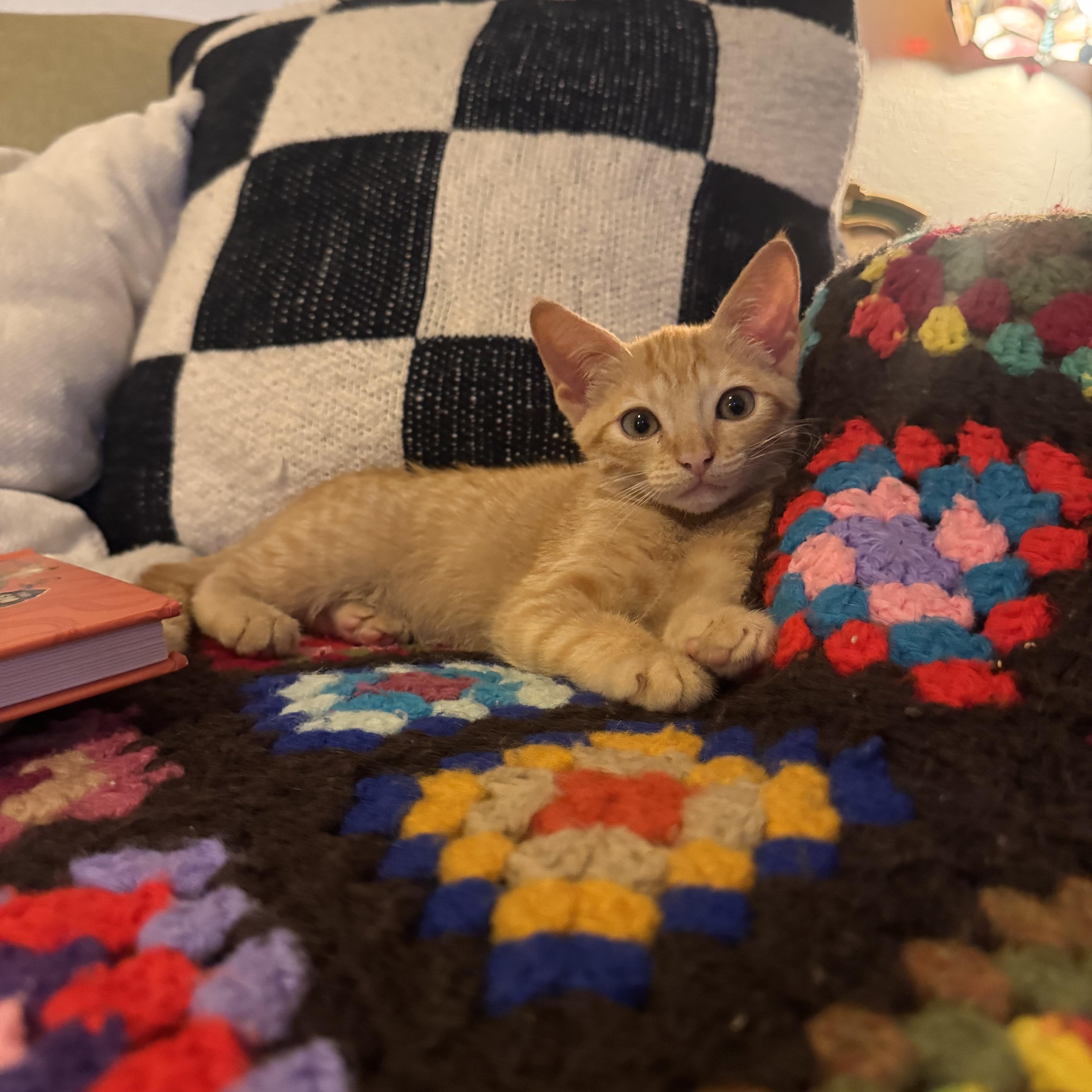Cricket, an adopted Domestic Short Hair in vero beach, FL image 5/6