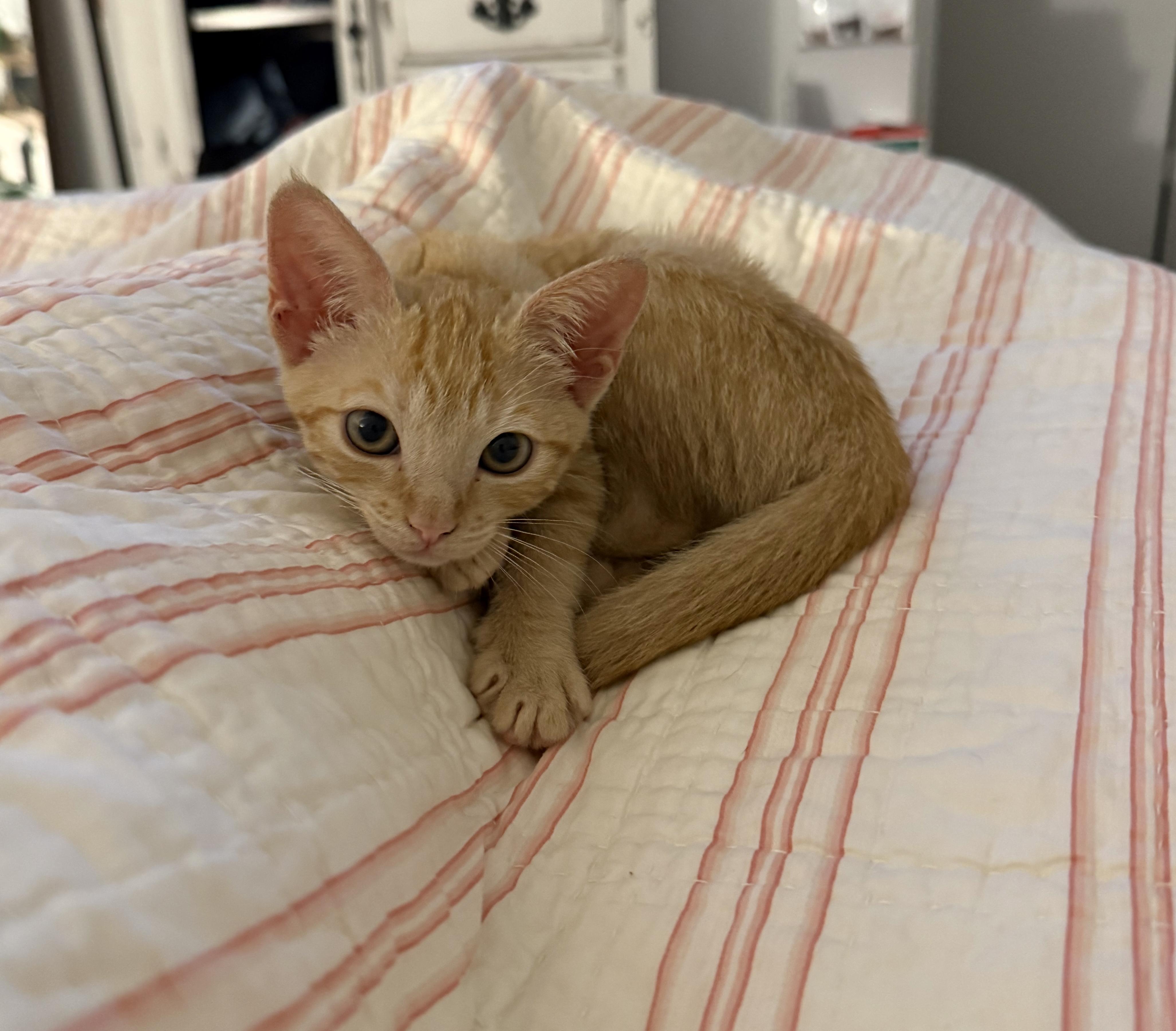 Cricket, an adopted Domestic Short Hair in vero beach, FL image 3/6