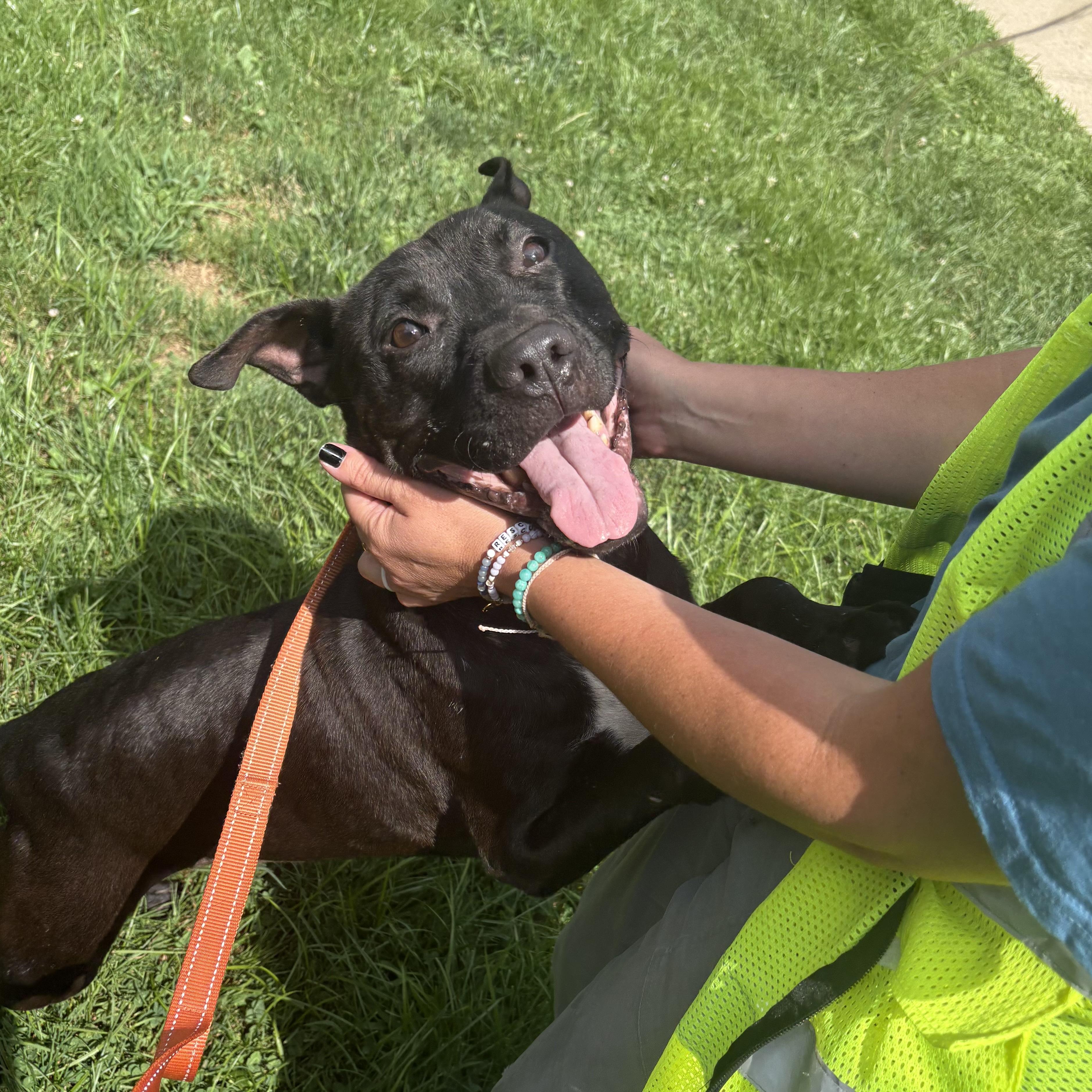 Lexus, Adoptable, Adult Male Pit Bull Terrier.