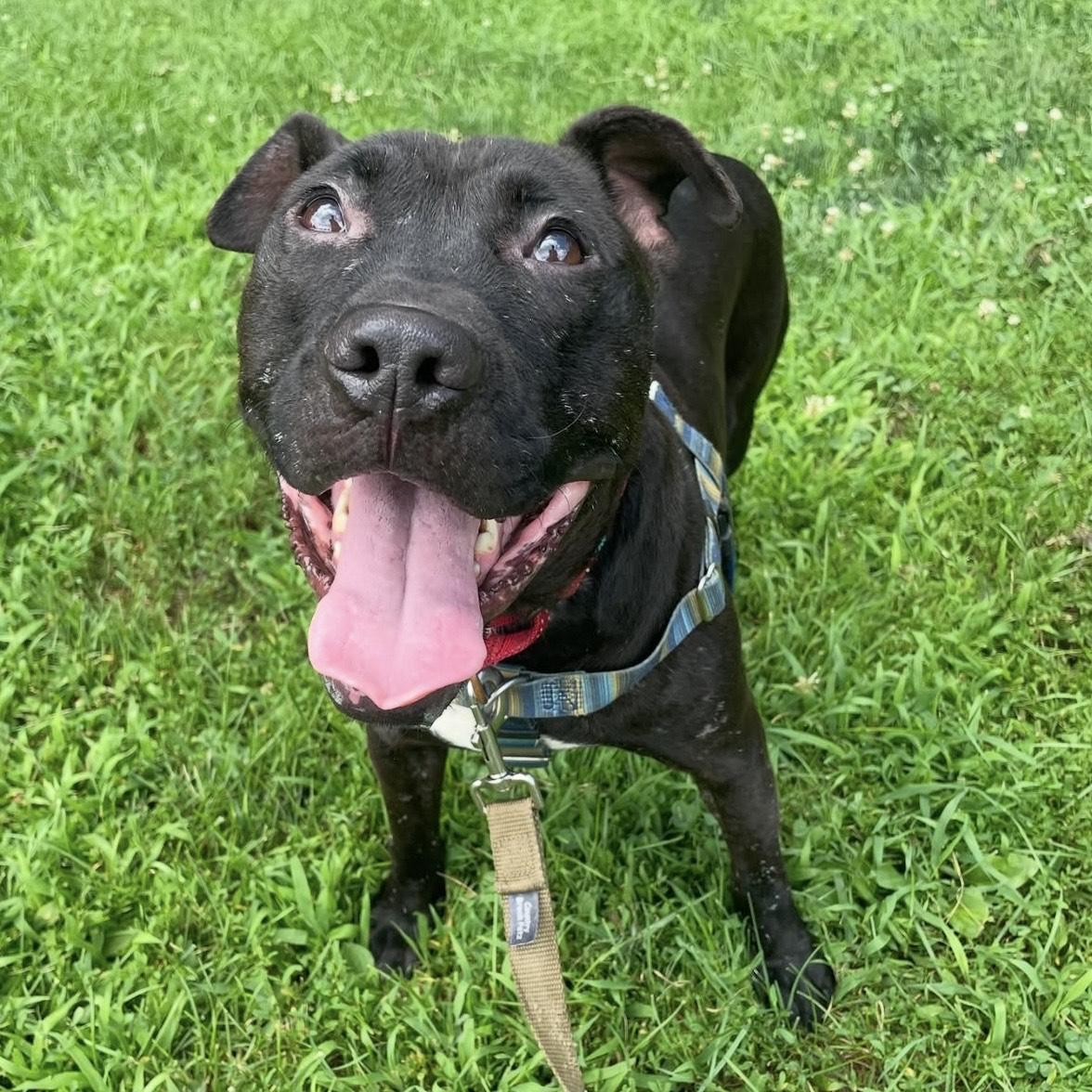 Enlarge Lexus, a Adoptable mixed breed in Eatontown, NJ image 3/6