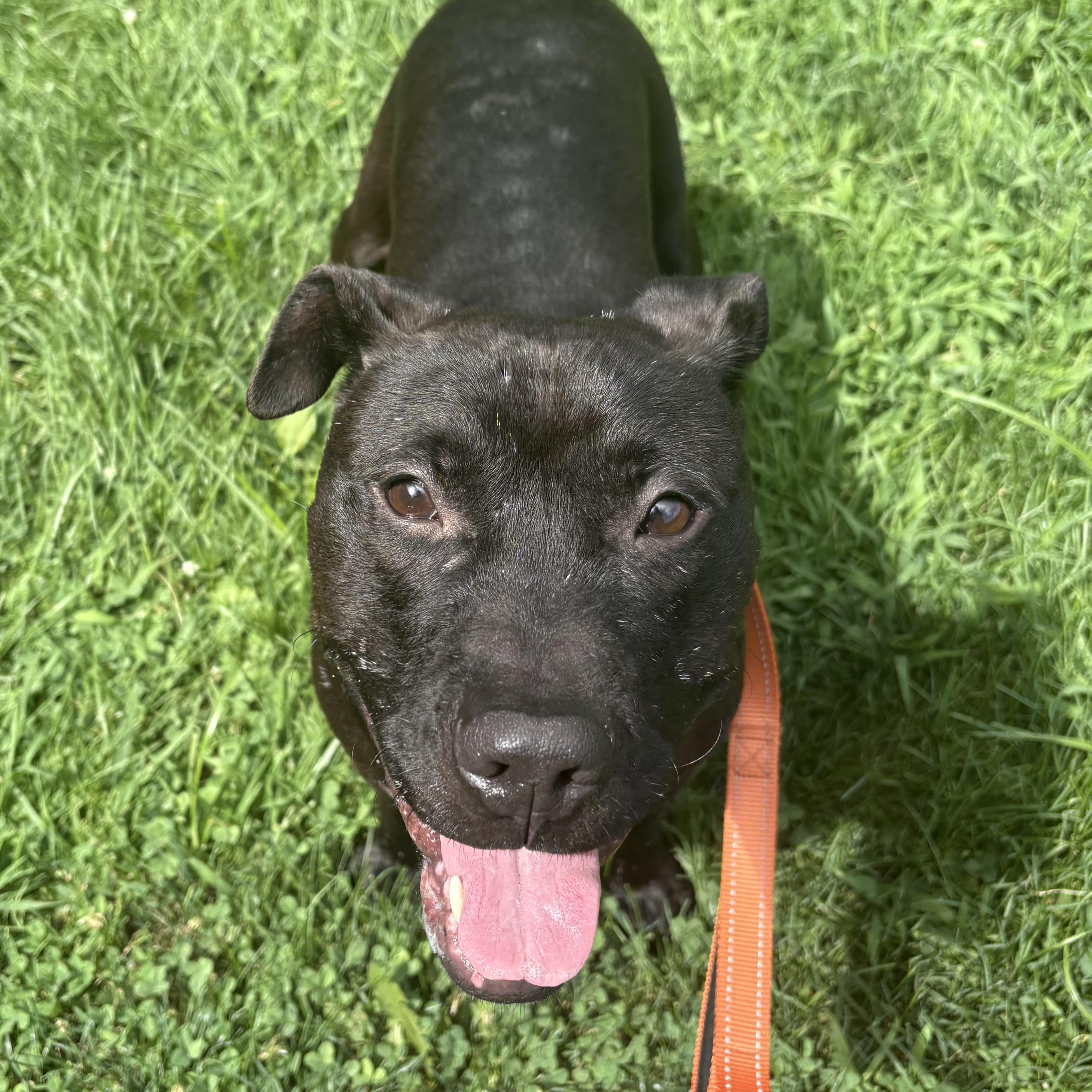 Enlarge Lexus, a Adoptable mixed breed in Eatontown, NJ image 5/6