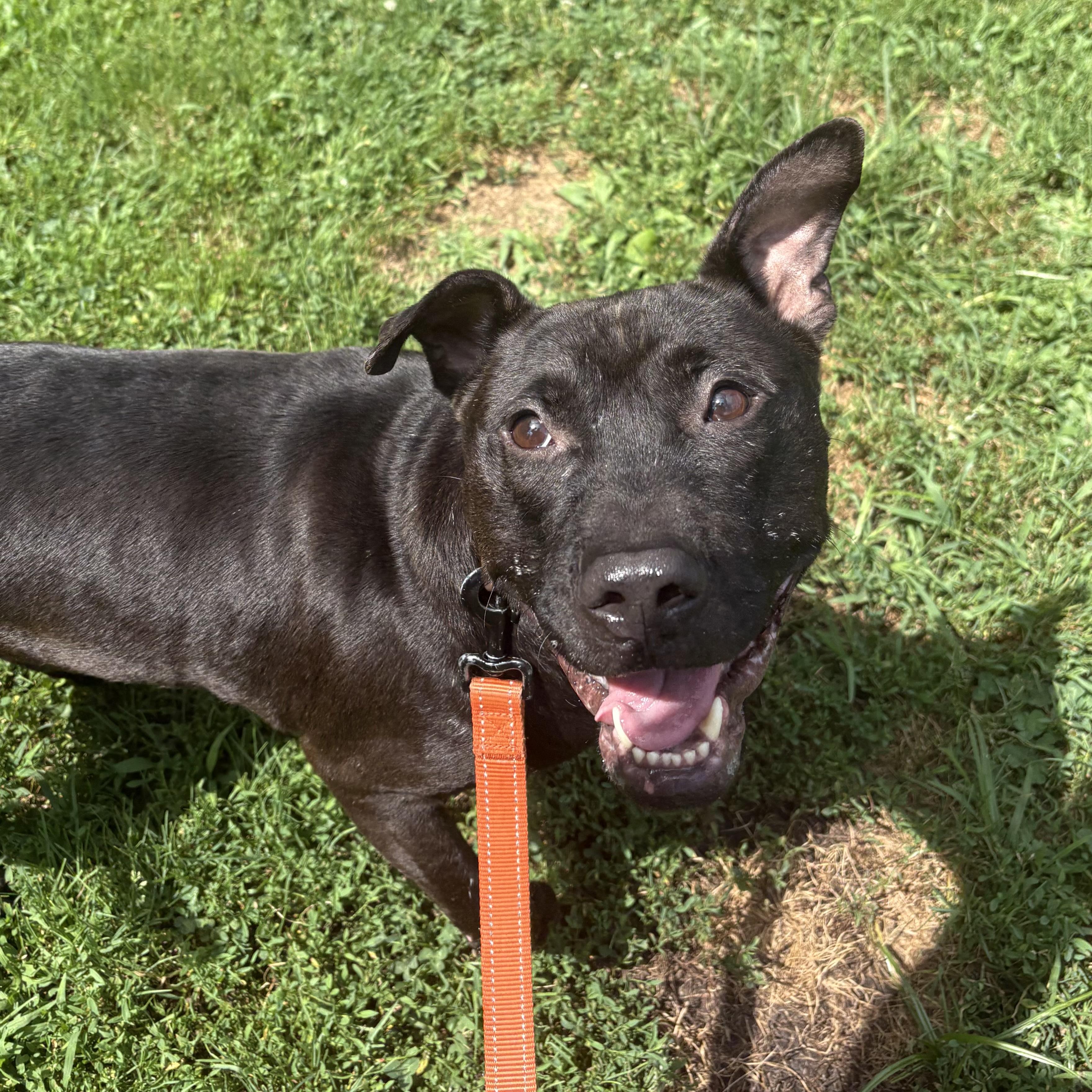 Enlarge Lexus, a Adoptable mixed breed in Eatontown, NJ image 6/6
