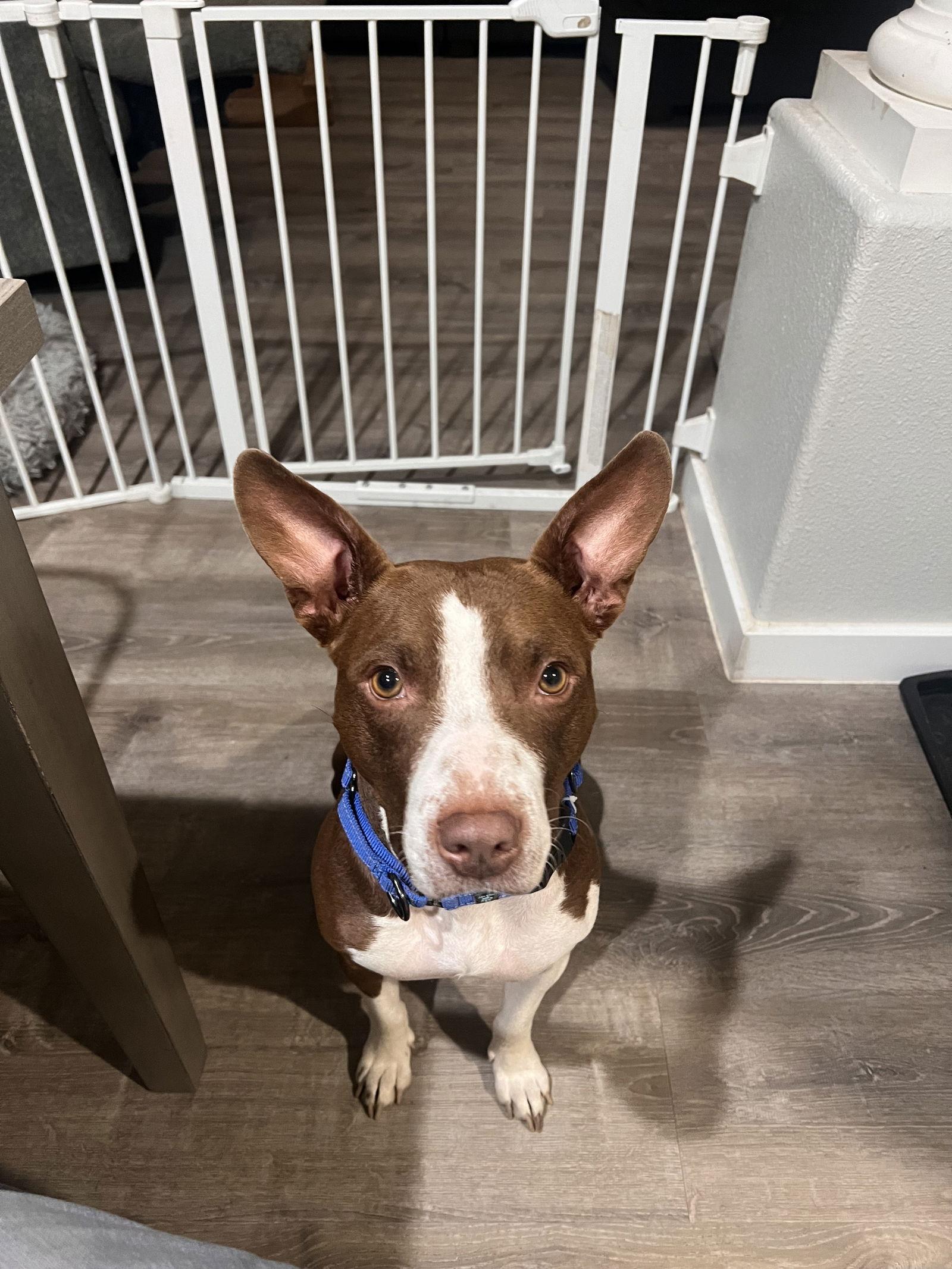 Birdie, Adopted, Adult Female Cattle Dog & Pit Bull Terrier.