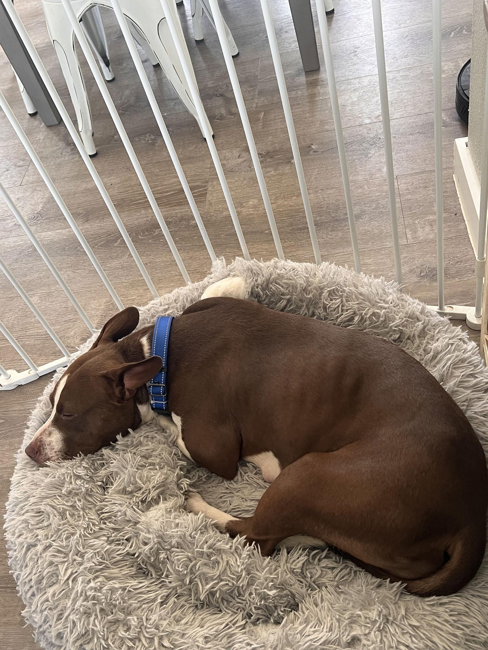 Birdie, a Adopted mixed breed in Polson, MT image 2/3