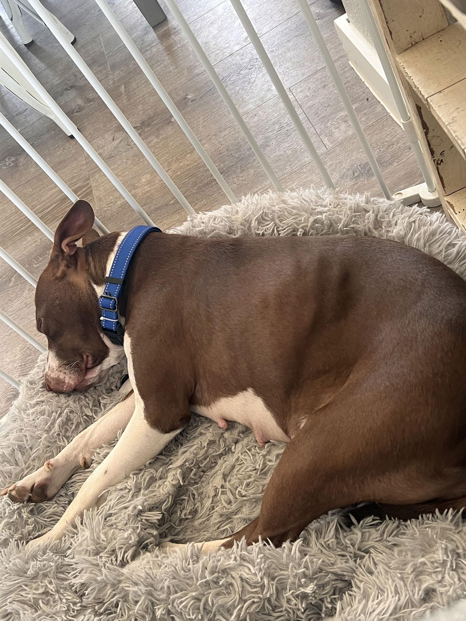 Birdie, a Adopted mixed breed in Polson, MT image 3/3