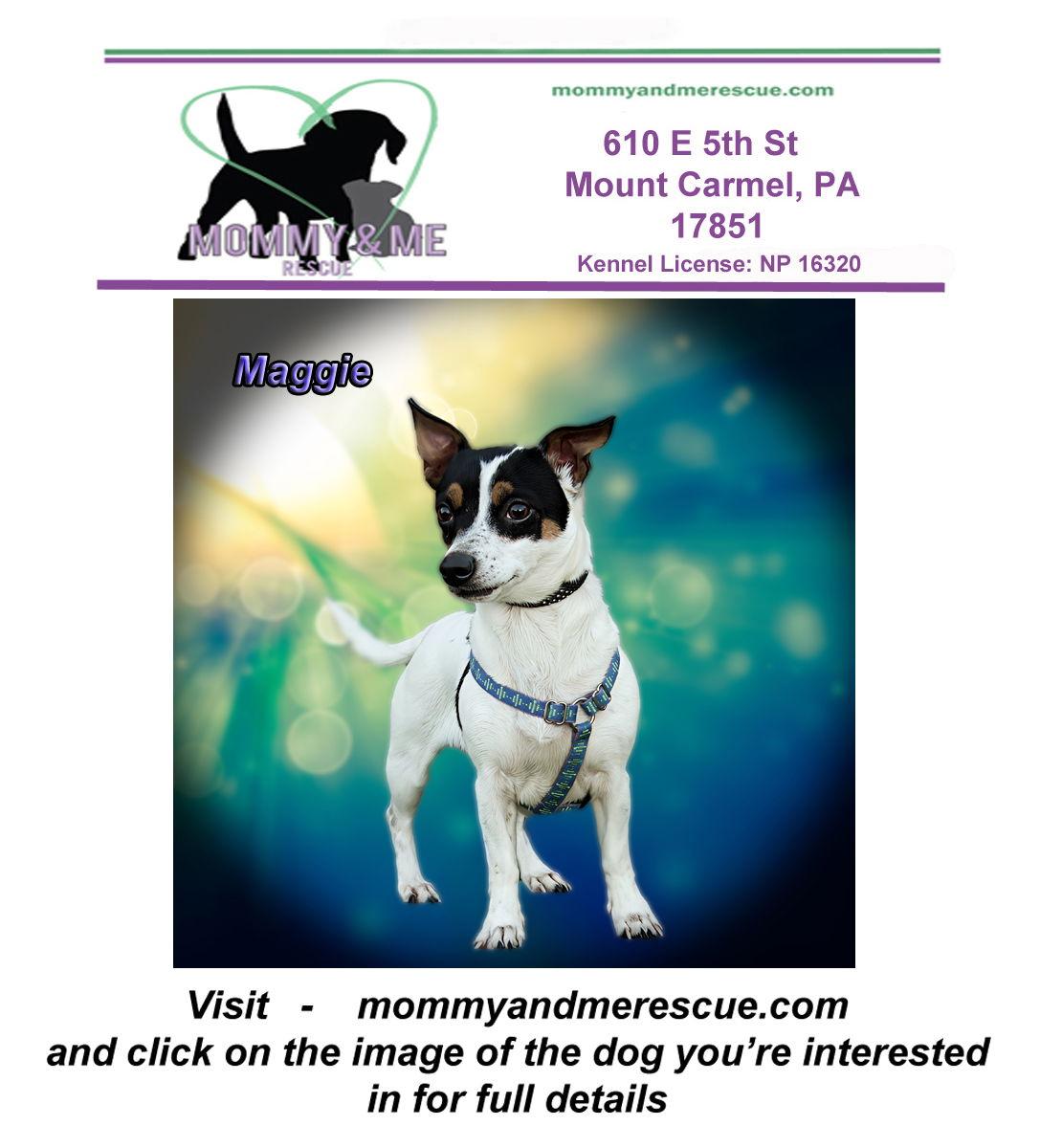 Enlarge Maggie, a Adopted Jack Russell Terrier in Mt Carmel, PA image 1/1