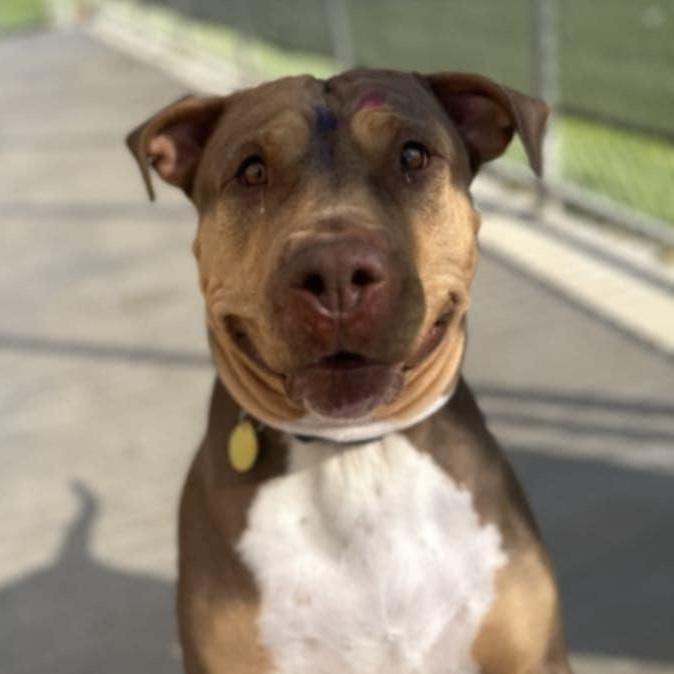 Enlarge Taffy, a Adoptable mixed breed in Kansas City, MO image 4/5