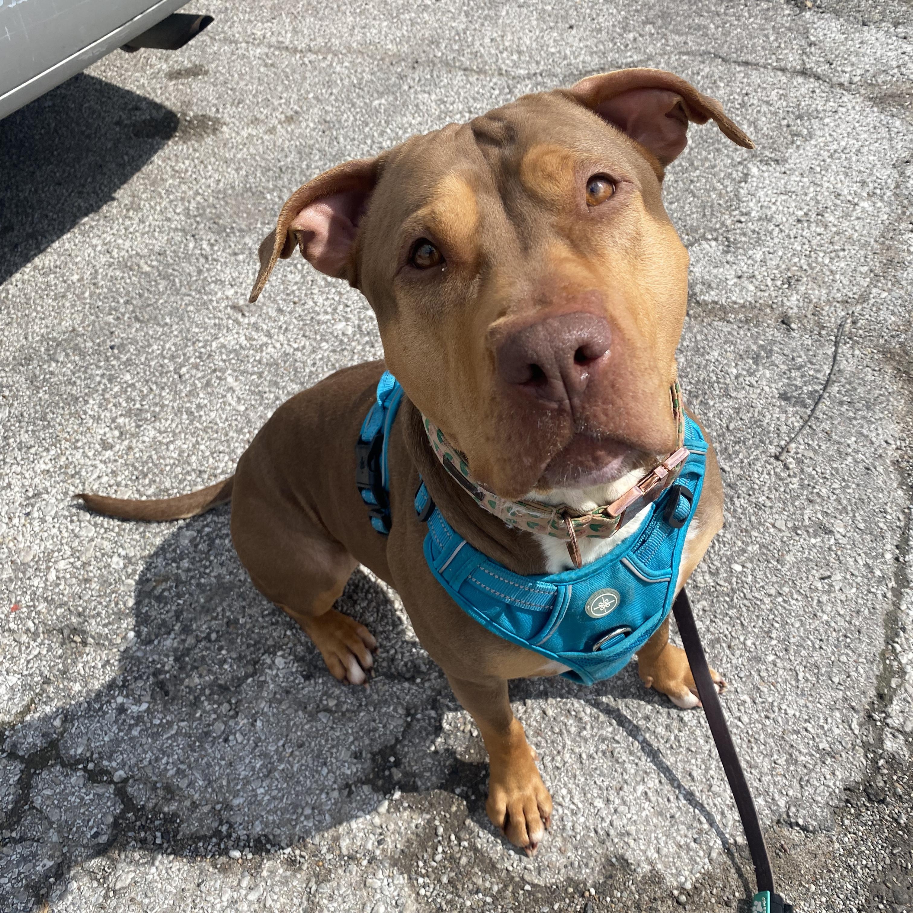 Enlarge Taffy, a Adoptable mixed breed in Kansas City, MO image 3/5