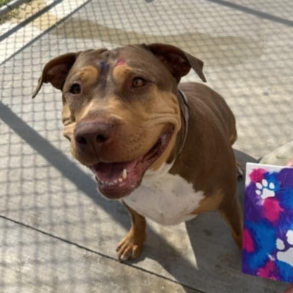 Enlarge Taffy, a Adoptable mixed breed in Kansas City, MO image 5/5