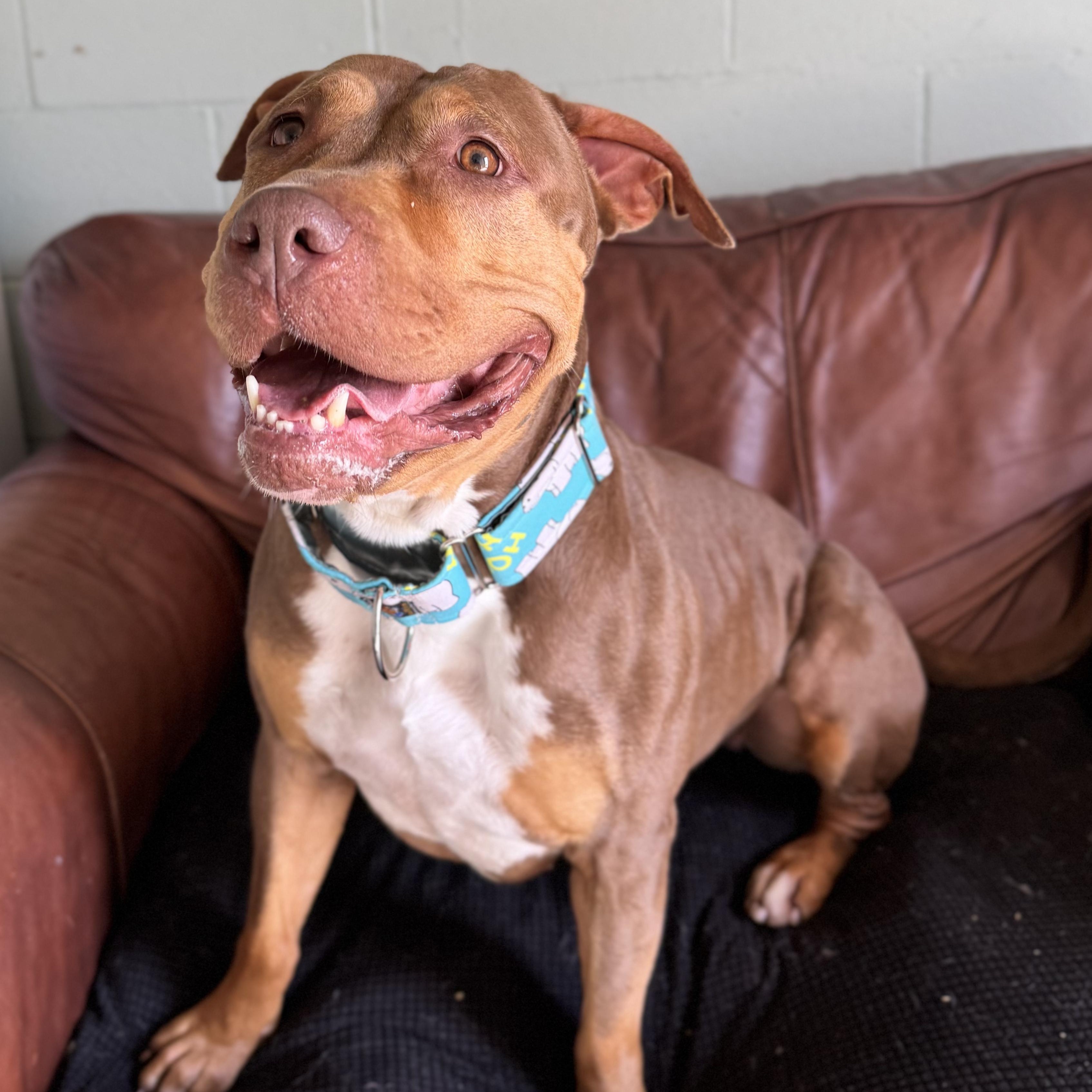 Taffy, Adoptable, Adult Female Pit Bull Terrier.