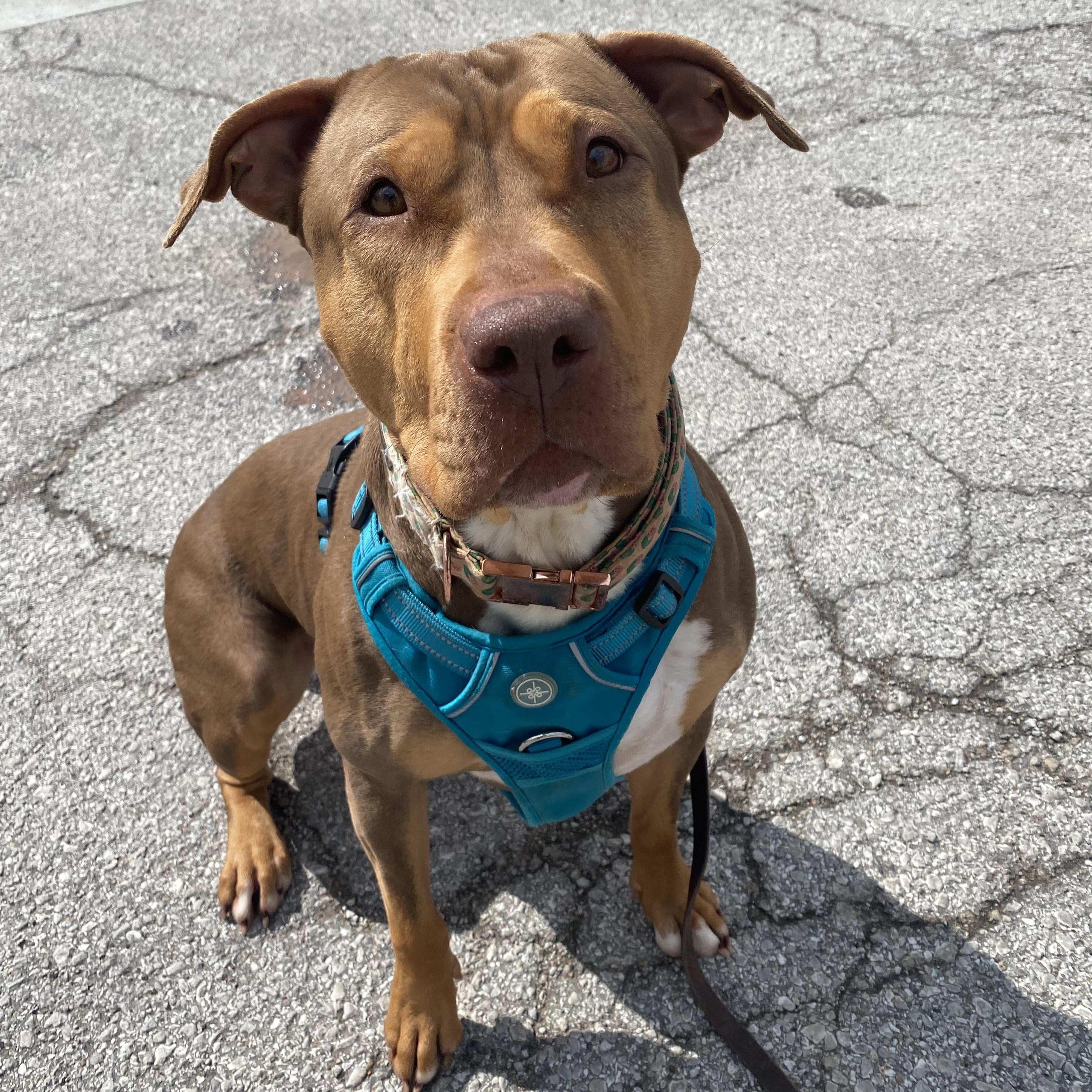 Enlarge Taffy, a Adoptable mixed breed in Kansas City, MO image 2/5