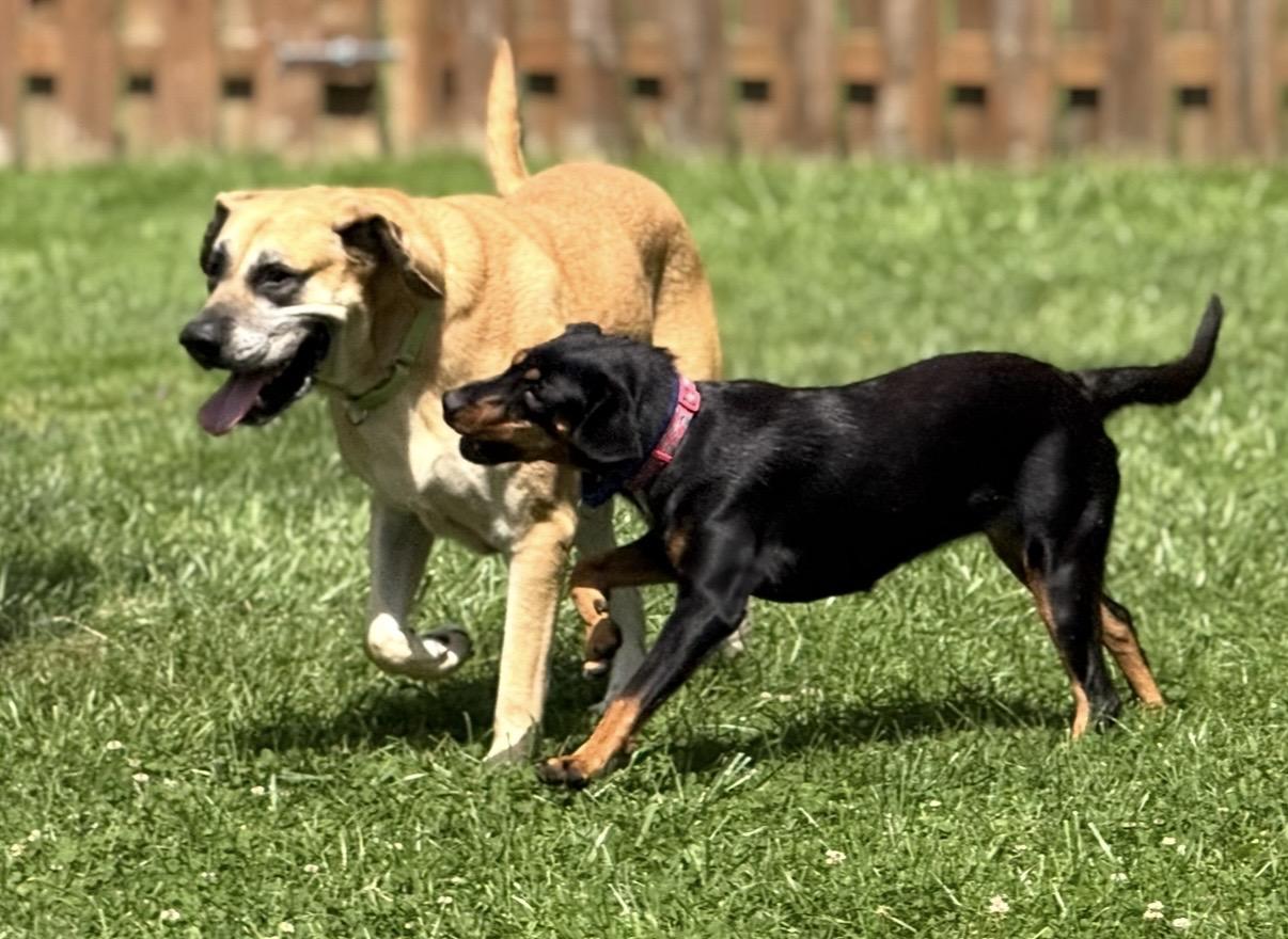 Enlarge Juniper, a Adoptable Hound in Cleveland, OH image 3/6