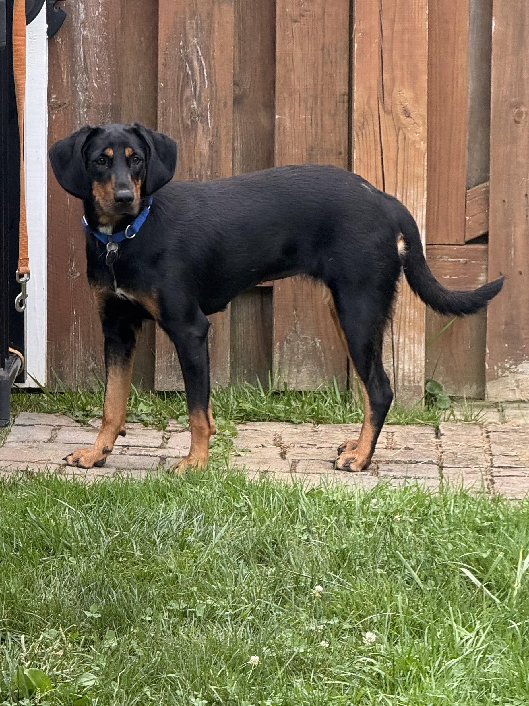 Enlarge Juniper, a Adoptable Hound in Cleveland, OH image 5/6