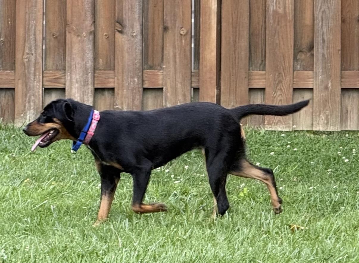 Enlarge Juniper, a Adoptable Hound in Cleveland, OH image 2/6