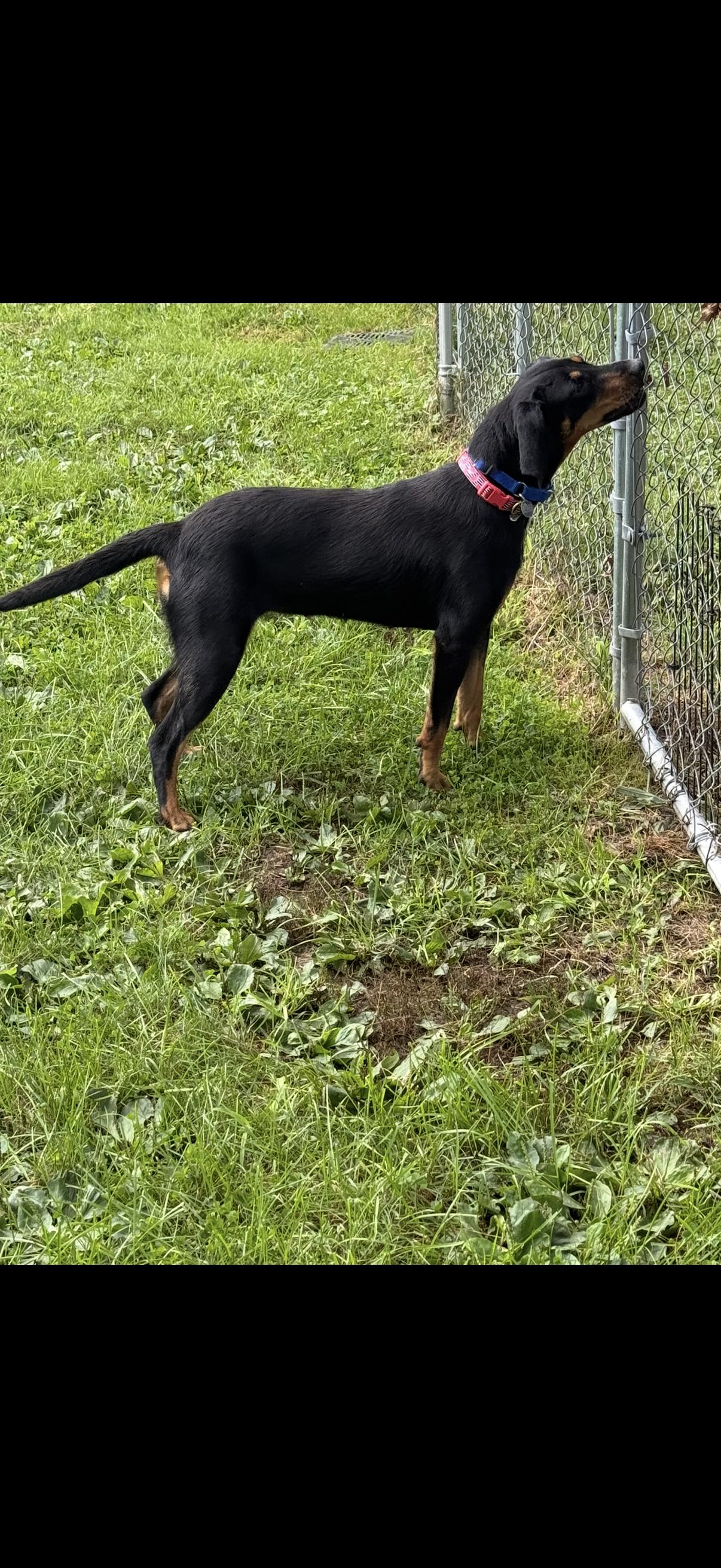Enlarge Juniper, a Adoptable Hound in Cleveland, OH image 4/6