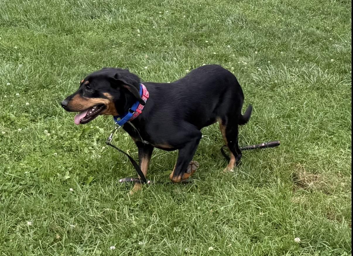 Enlarge Juniper, a Adoptable Hound in Cleveland, OH image 6/6