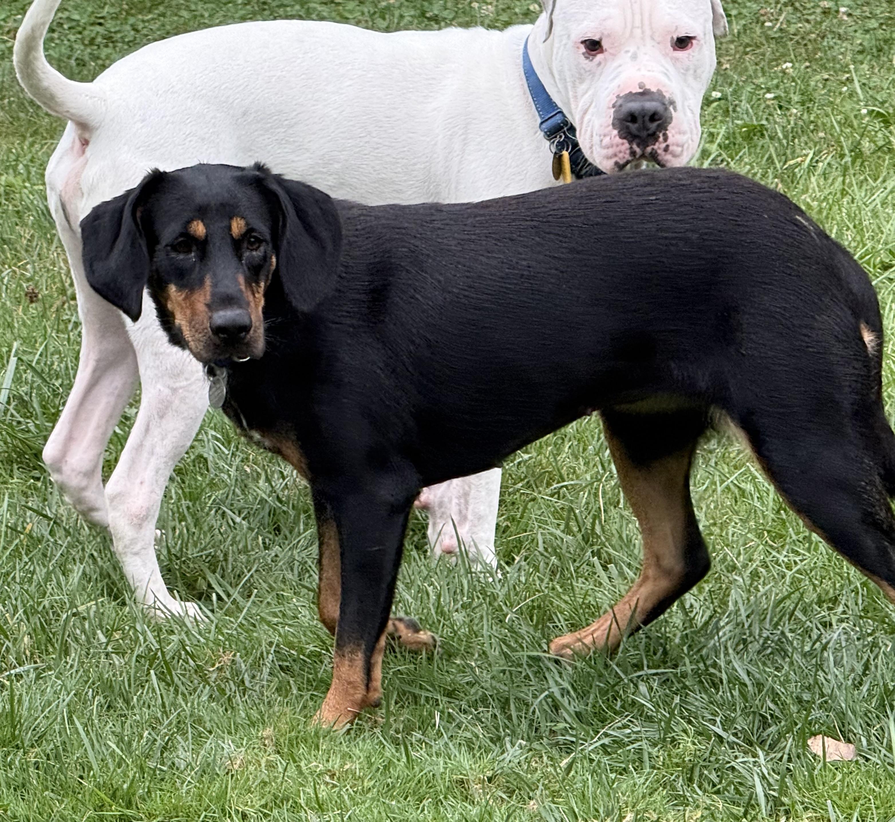 Enlarge Juniper, a Adoptable Hound in Cleveland, OH image 6/6