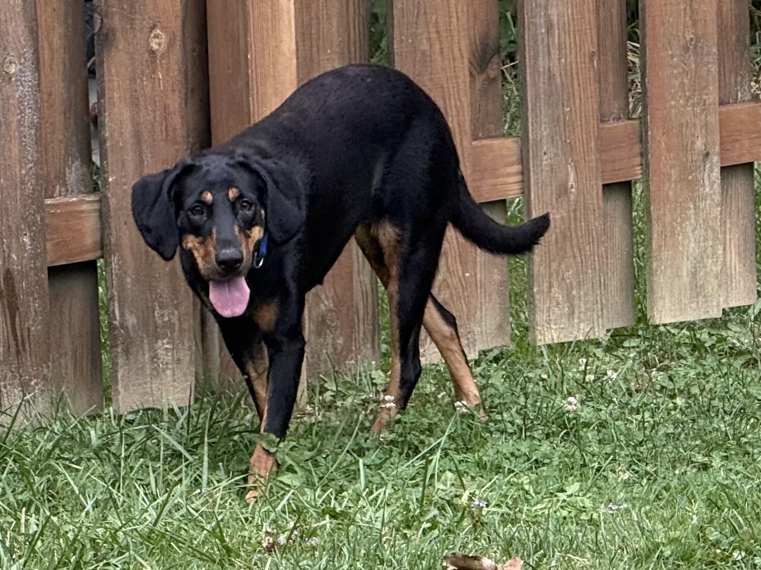 Juniper, Adoptable, Young Female Hound.