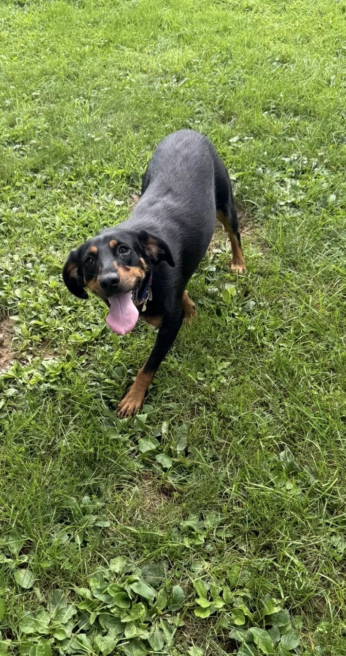 Juniper, Adoptable, Young Female Hound.