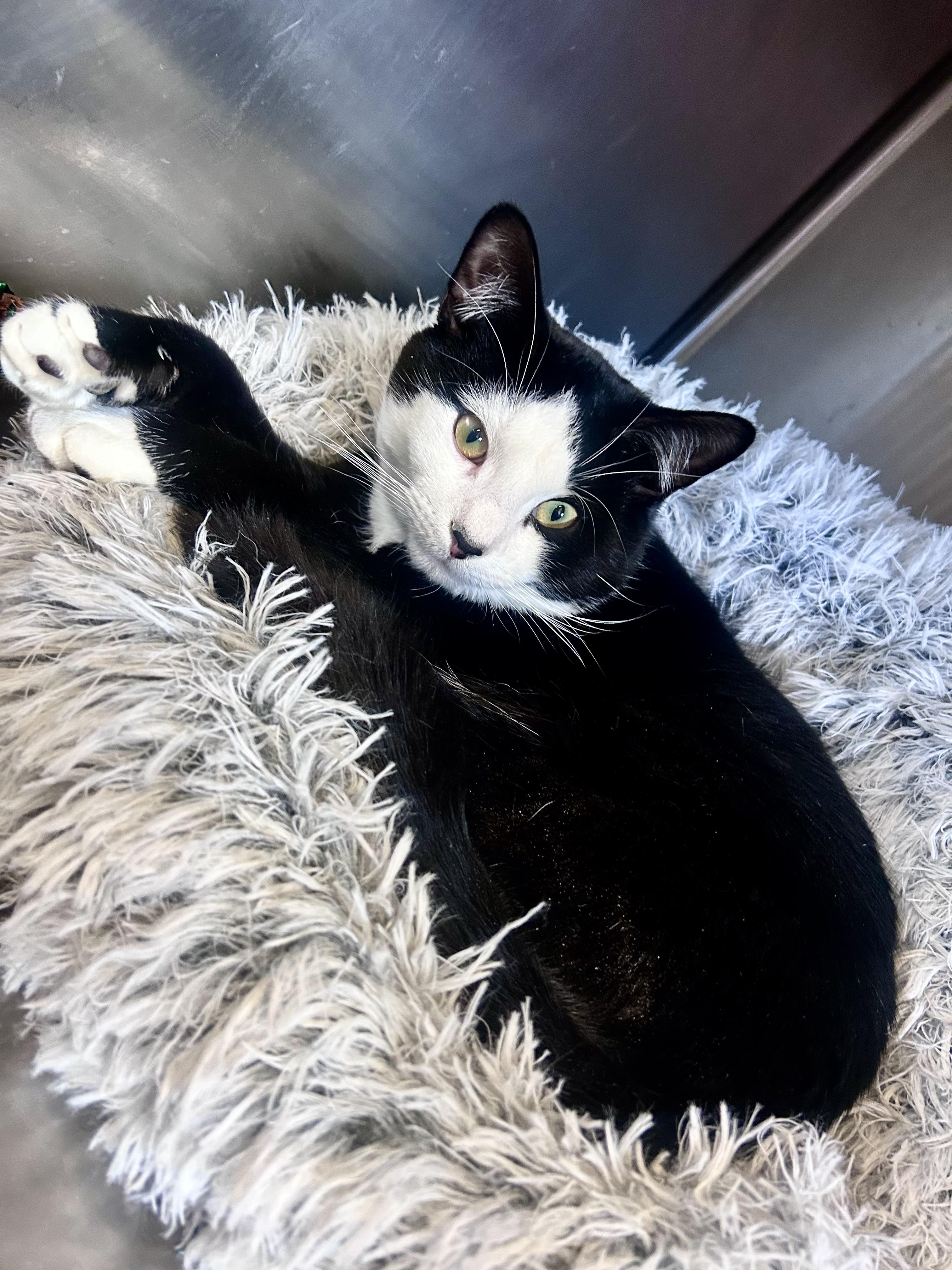 Pepe Le Pew, ADOPTABLE, Young Male Domestic Short Hair.