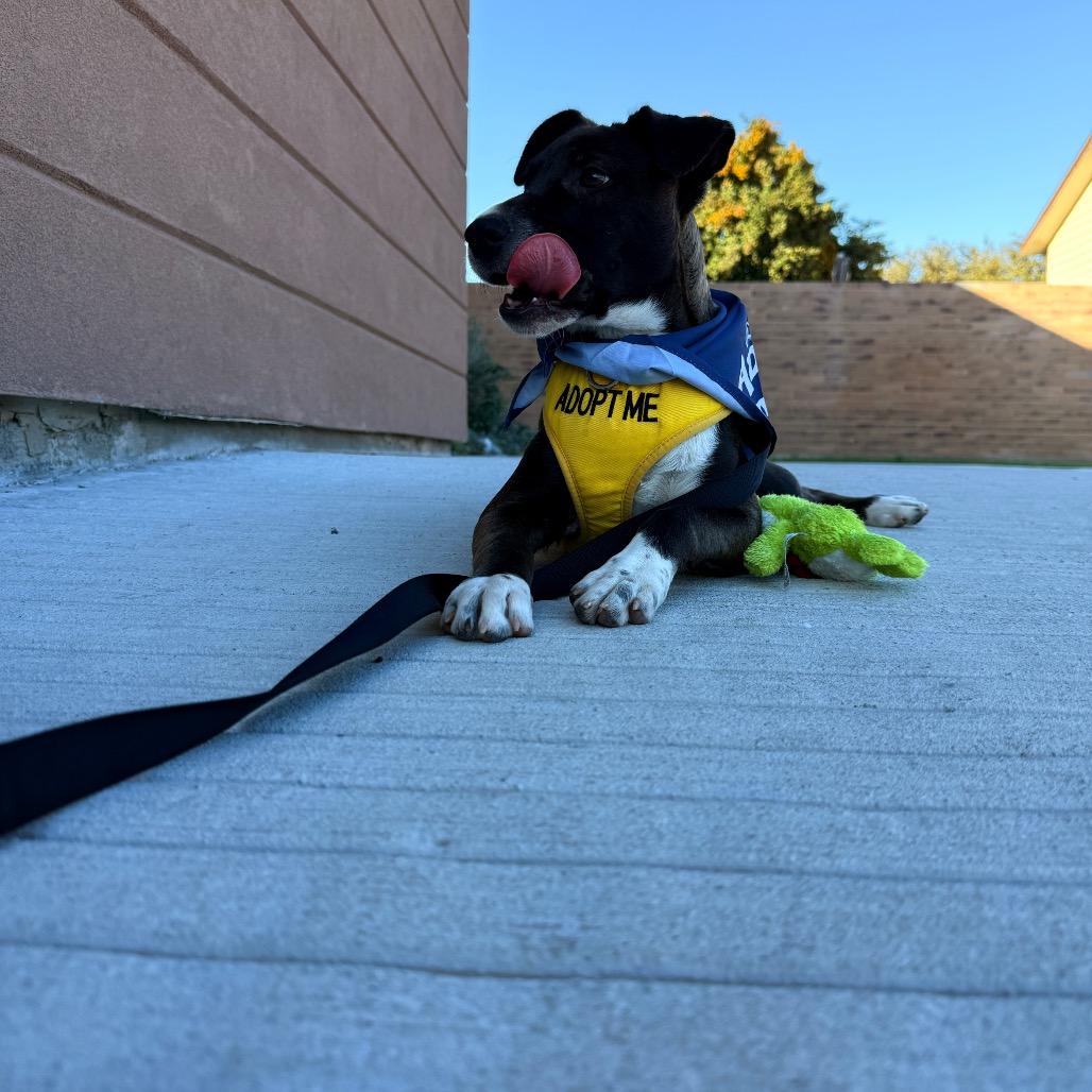 Comet, Adoptable, Young Female Labrador Retriever & Mixed Breed.