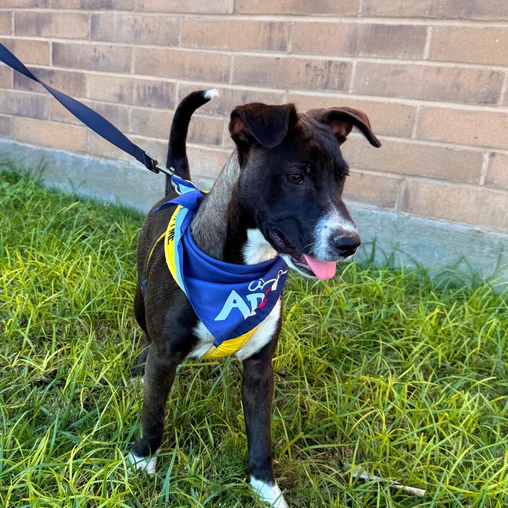 Enlarge Comet, a Adoptable mixed breed in Laredo, TX image 2/6