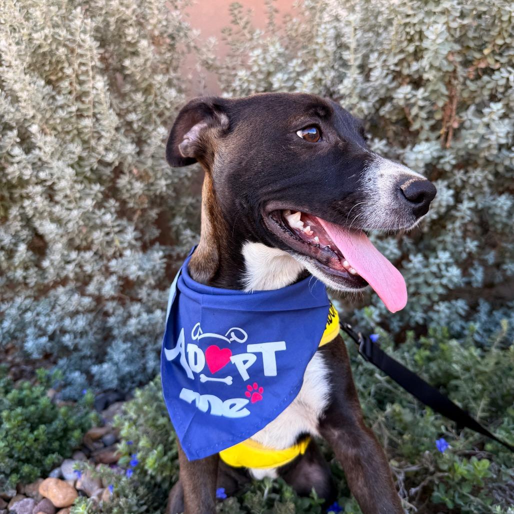 Enlarge Comet, a Adoptable mixed breed in Laredo, TX image 5/6