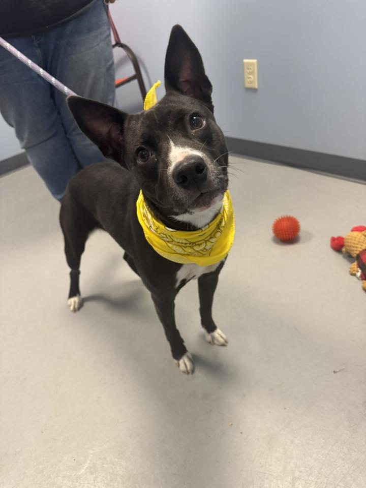 Buffy, Adoptable, Young Female Terrier.