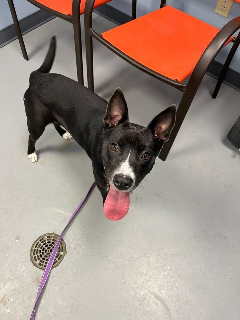 Enlarge Buffy, a Adoptable Terrier in Zanesville, OH image 2/3