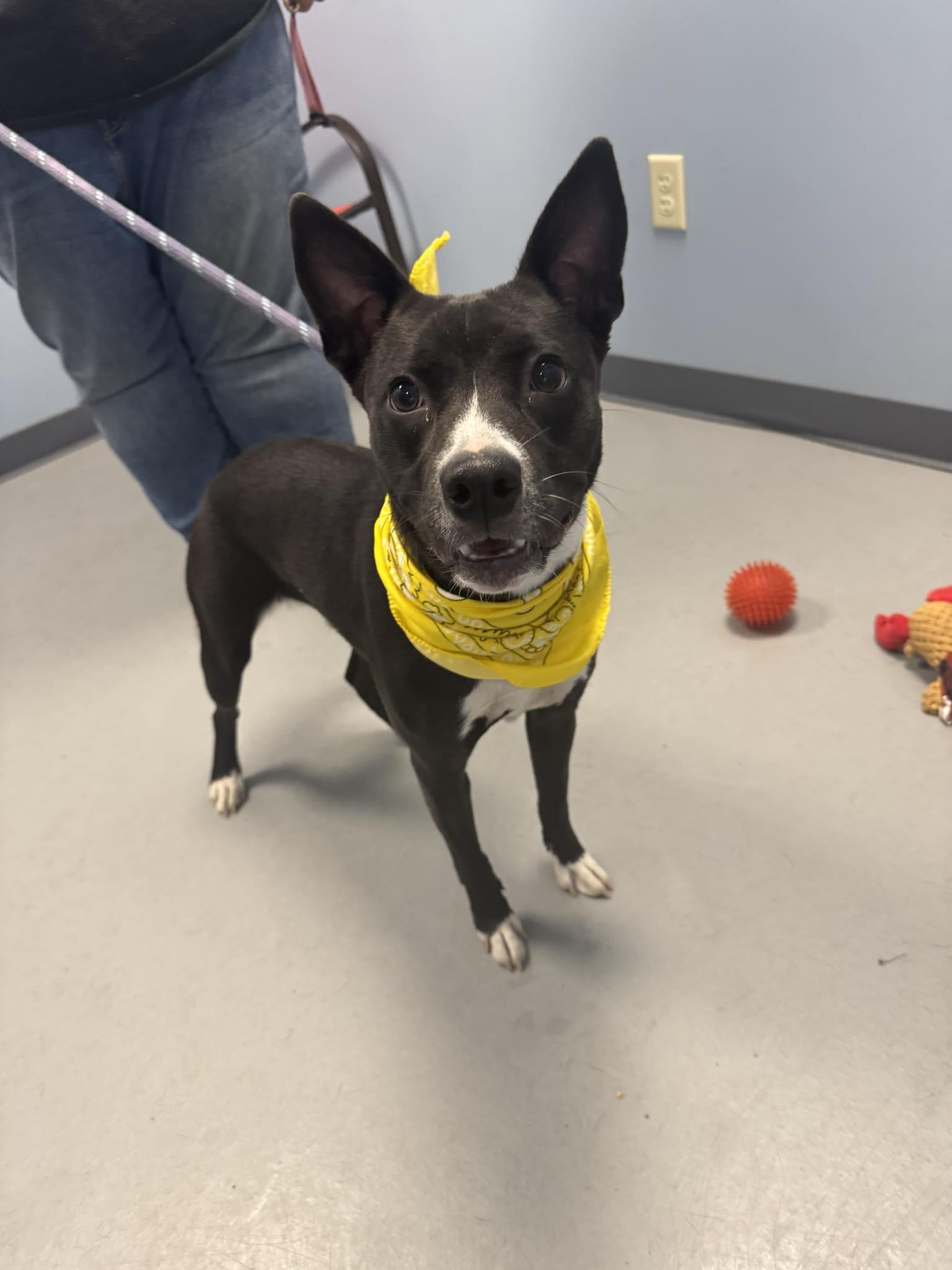 Buffy, a Adoptable Terrier in Zanesville, OH image 2/2