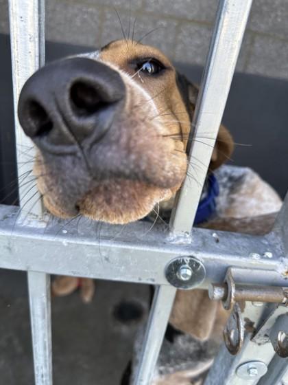 Alfie, a ADOPTABLE mixed breed in Hamilton, MT image 1/3
